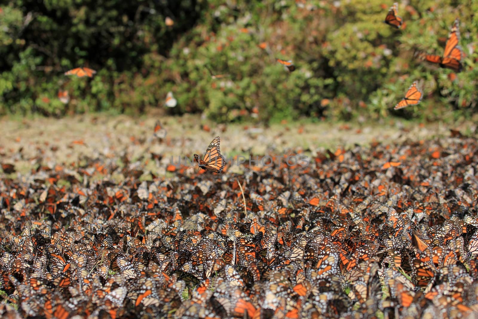 Monarch Butterflies, Michoacan, Mexico by cicloco
