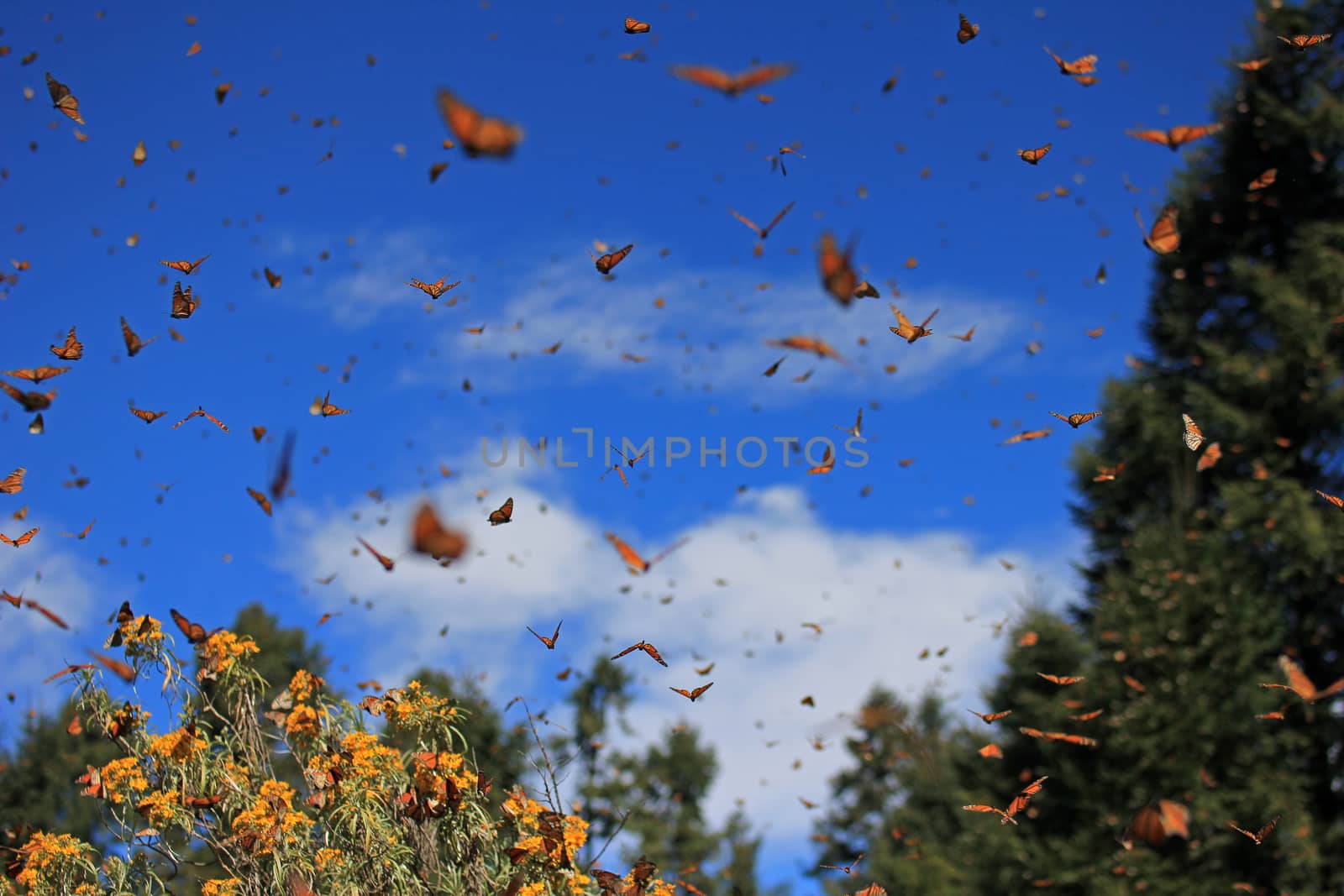 Monarch Butterflies in Michoacan, Mexico, millions are migrating every year and waking up with the sun.