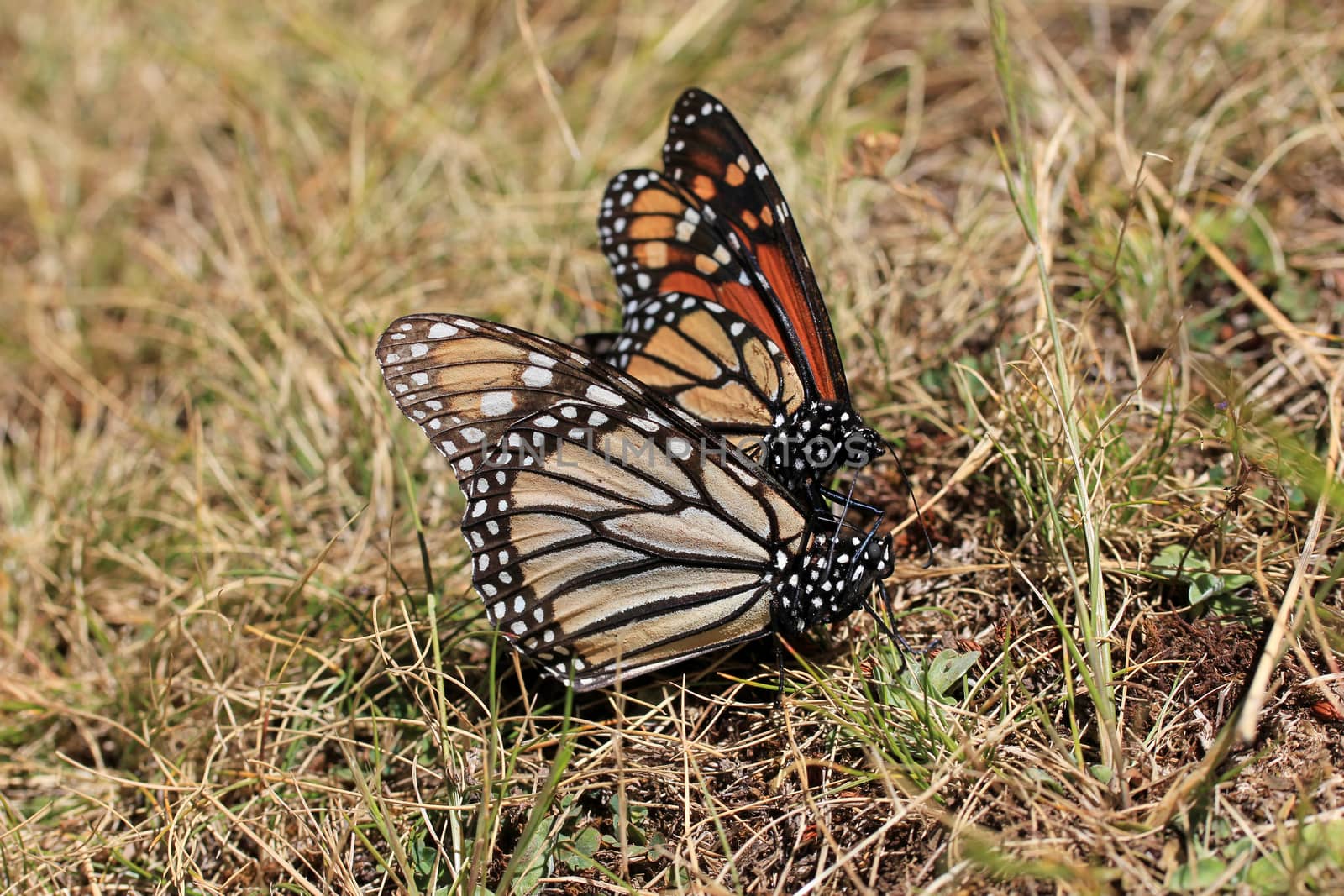 Monarch Butterflies mating in Michoacan, Mexico, millions are migrating every year and waking up with the sun.