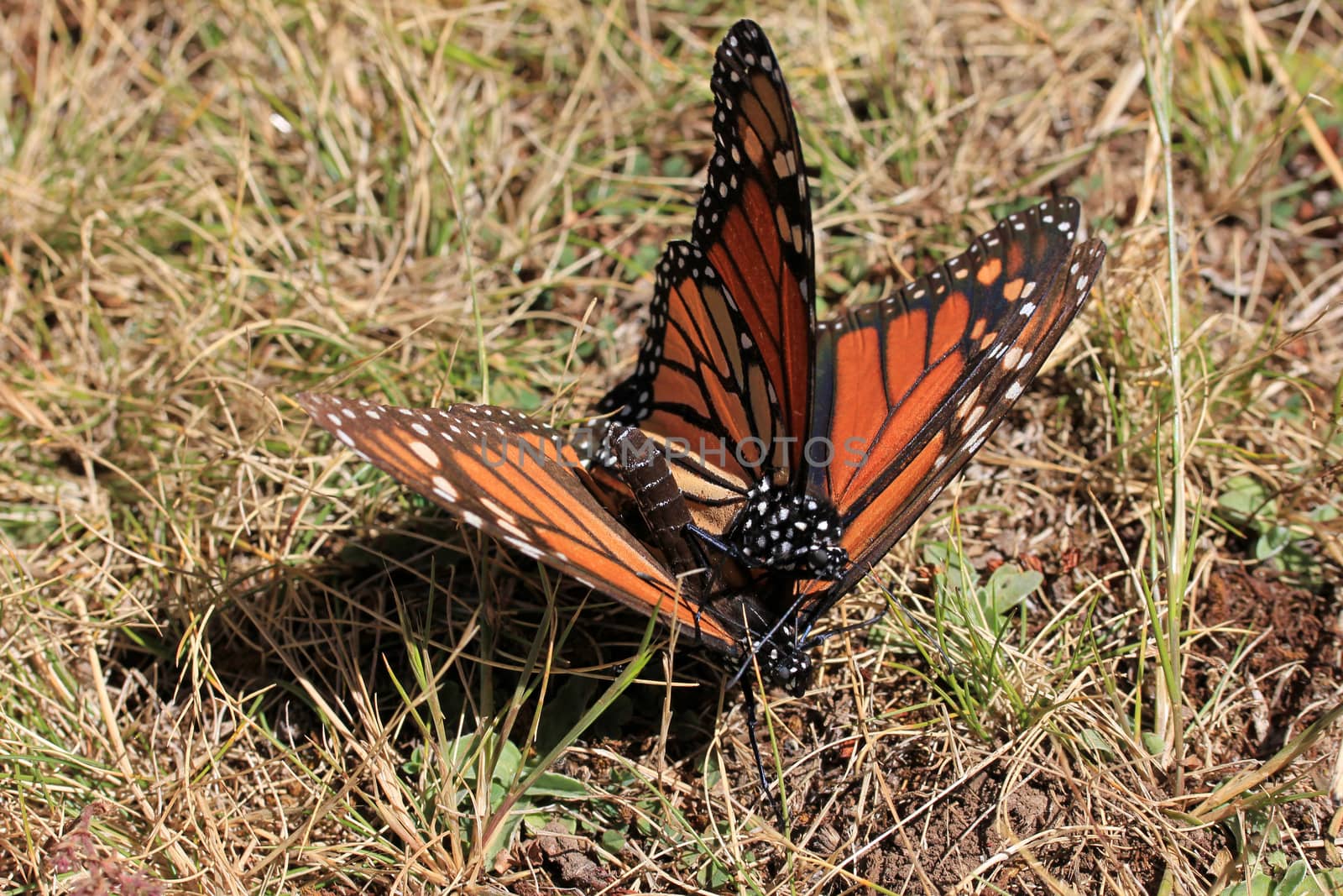 Monarch Butterflies mating in Michoacan, Mexico, millions are migrating every year and waking up with the sun.