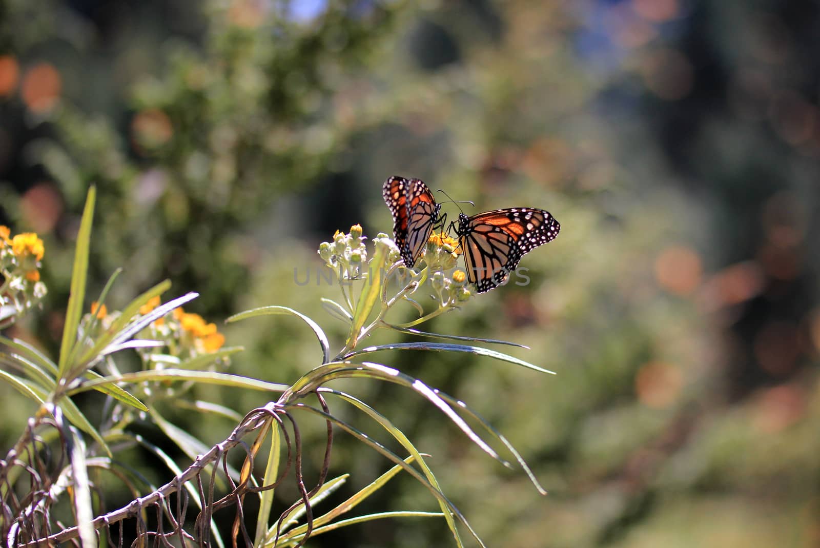 Monarch Butterflies, Michoacan, Mexico by cicloco