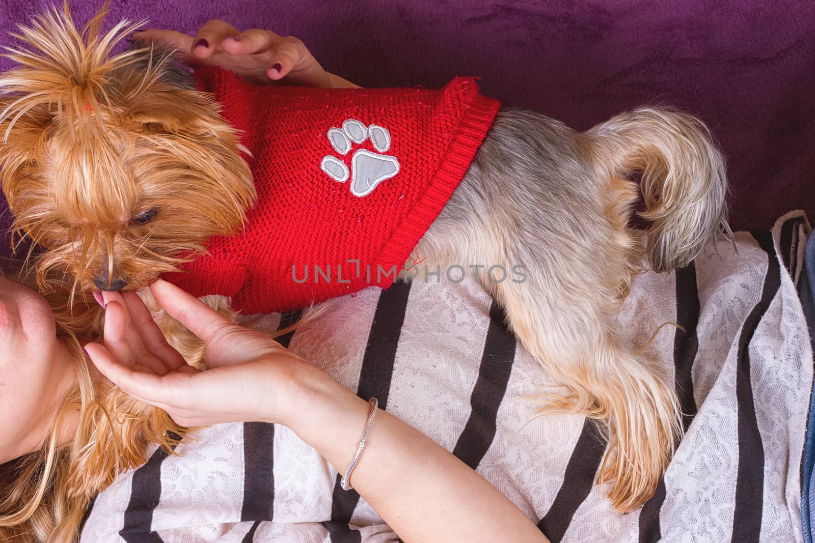 Beautiful young girl playing with her yorkshire terrier at home laying down at sofa and kissing her pet