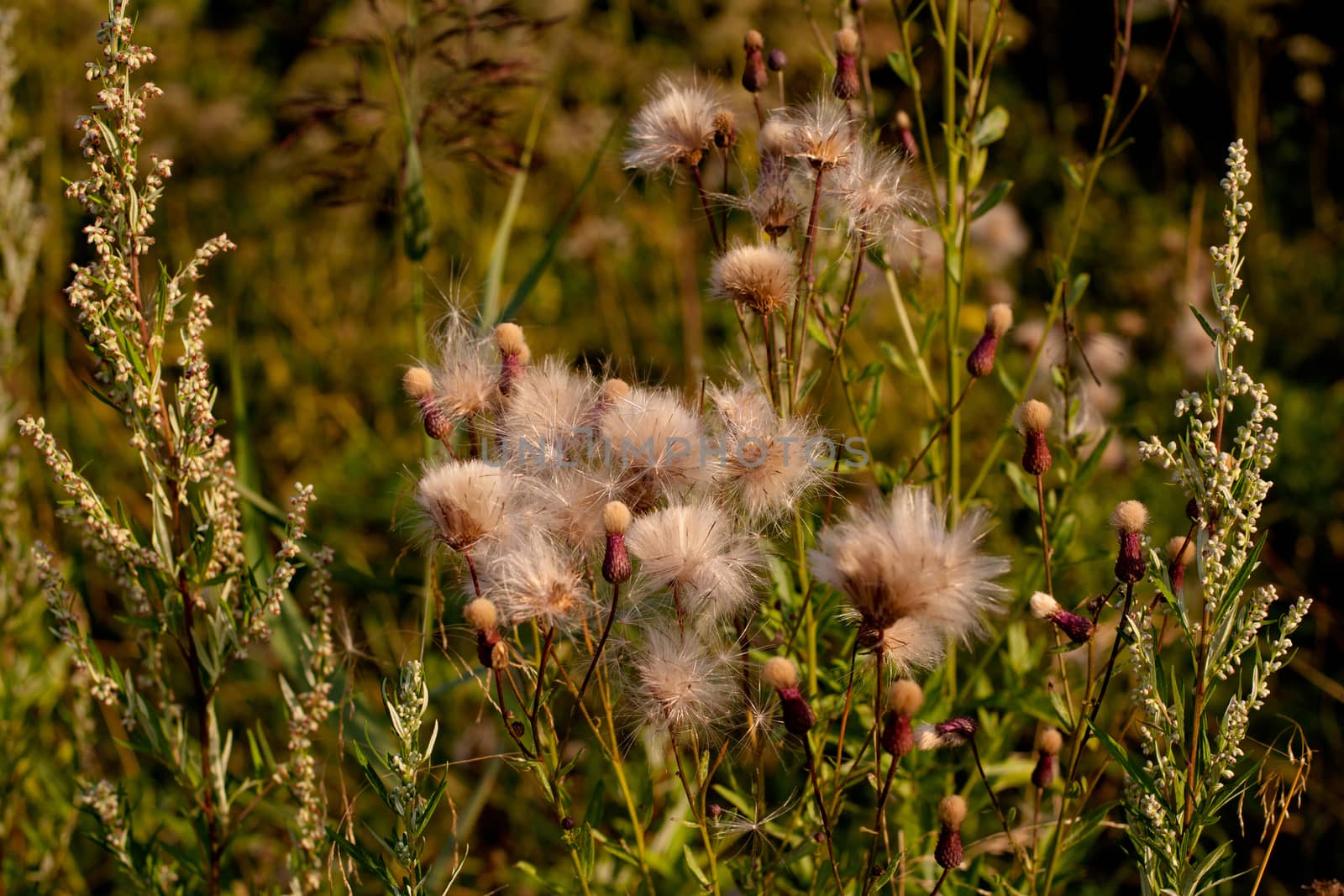 Spines and fuff on plants in green field in sunny day
