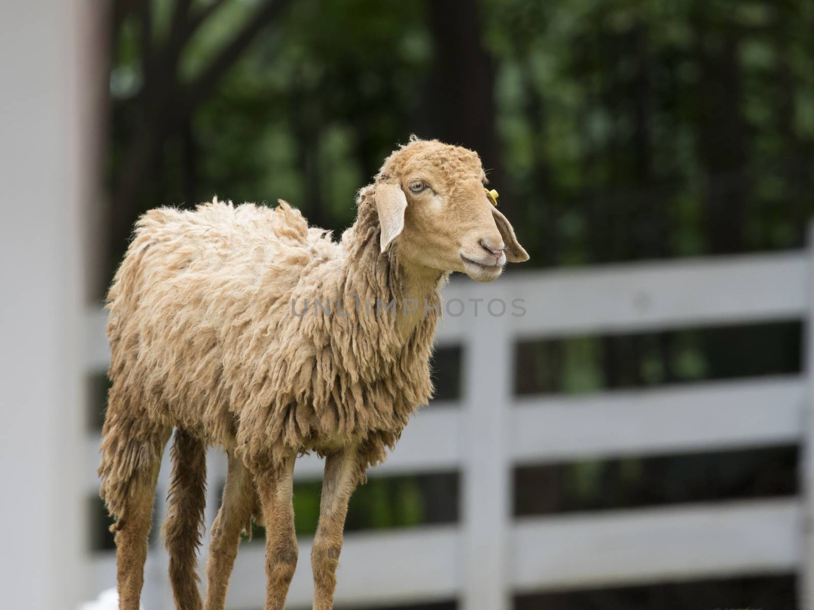 Image of a brown sheep in farm in thailand.