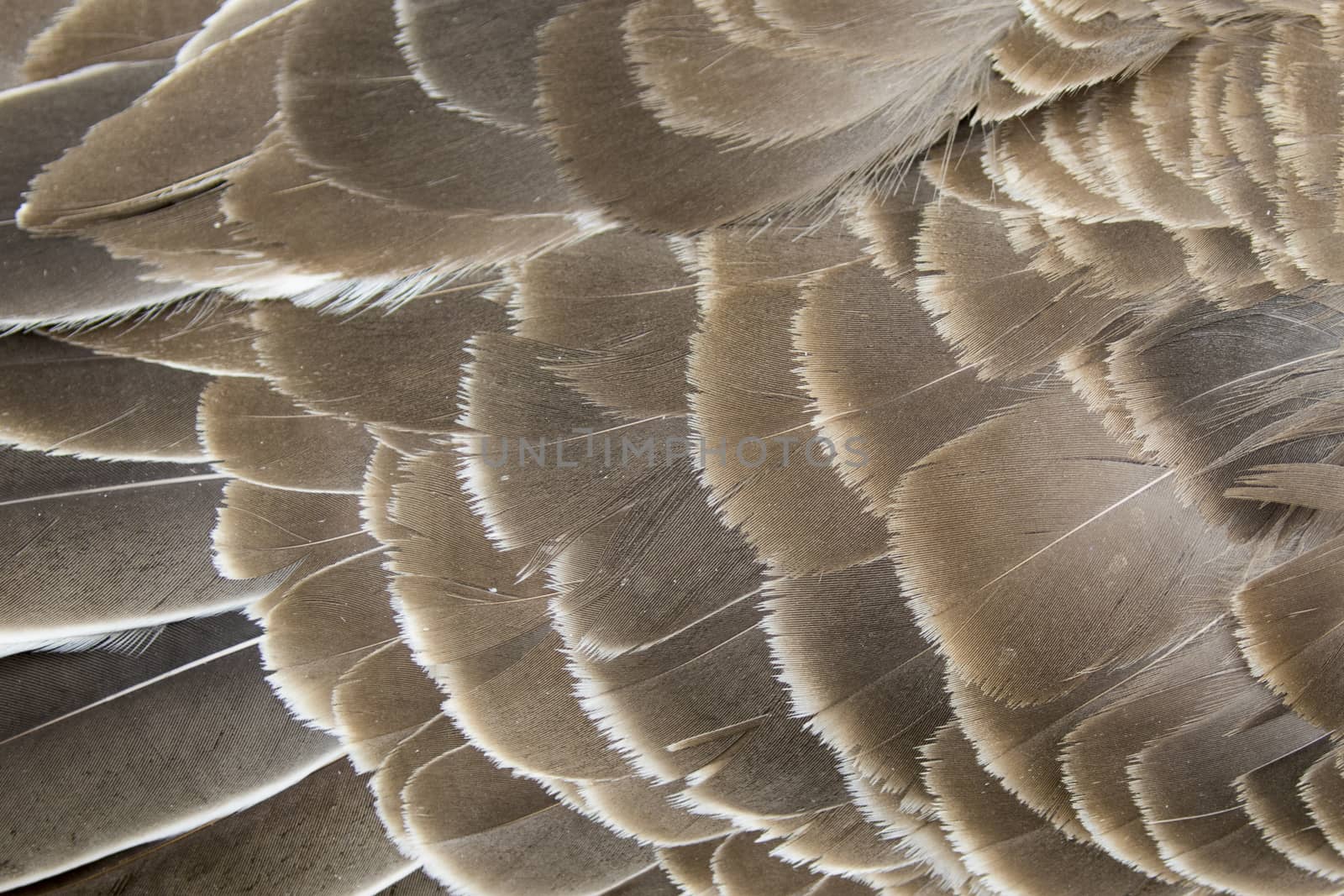 Image of an wing goose. Background texture.