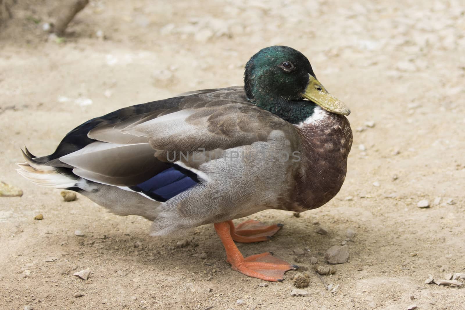 Image of male mallard ducks (Anas platyrhynchos)  on ground background.