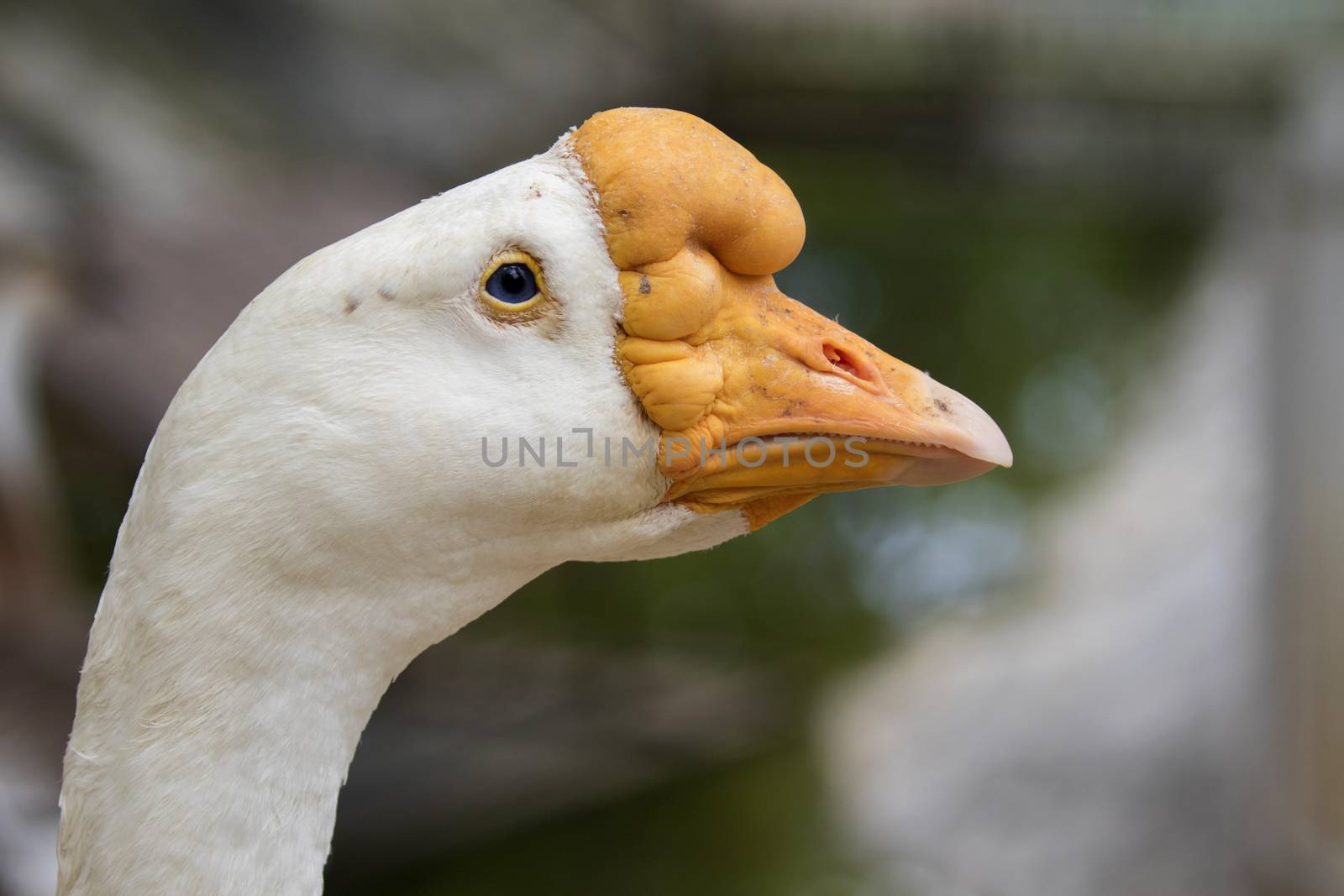 Image of head white goose on nature background.