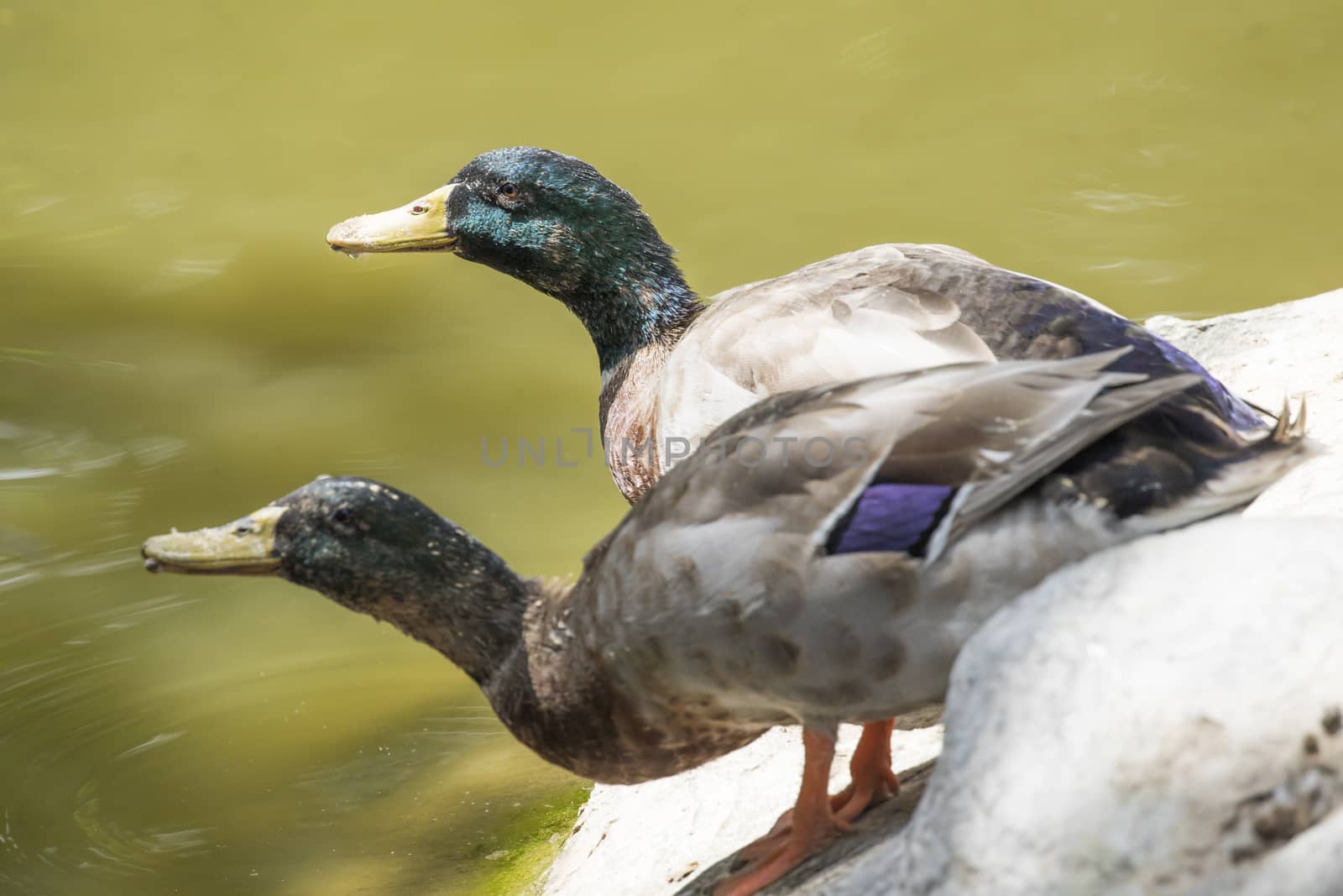 Image of two male mallard ducks (Anas platyrhynchos) standing on the rock.