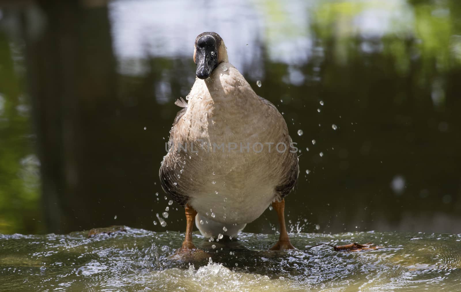 Image of male mallard ducks (Anas platyrhynchos) standing on the water.