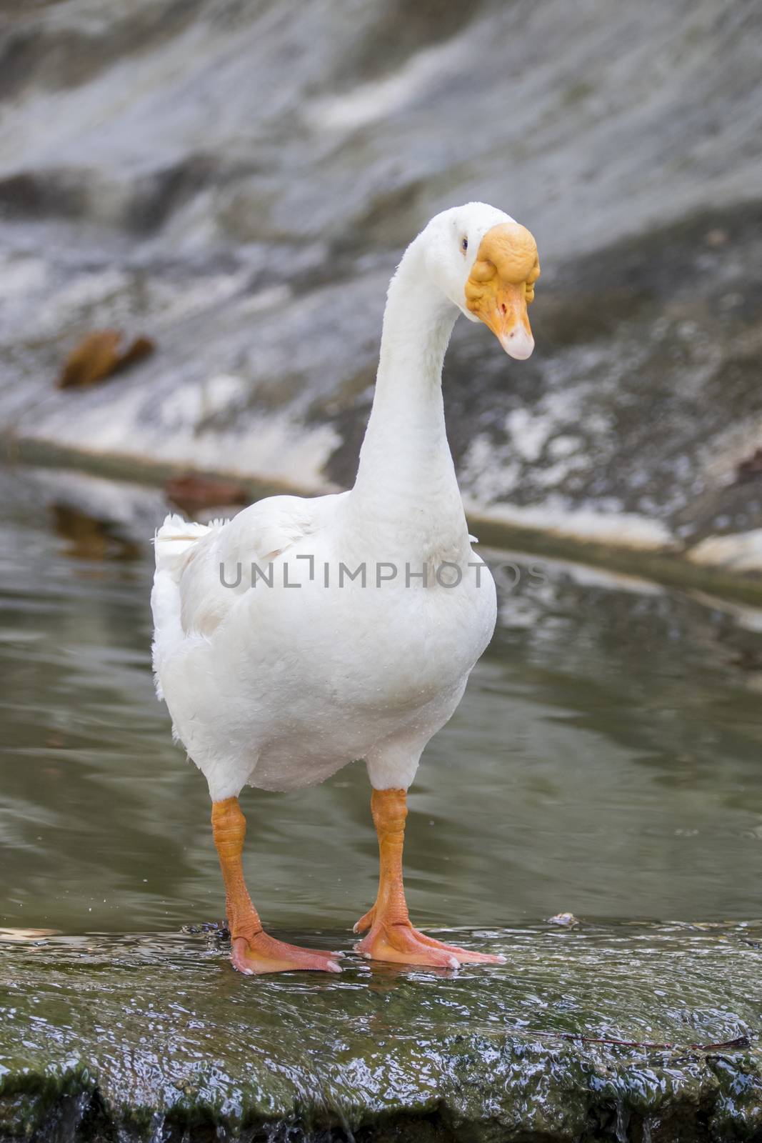 Image of white goose on nature background.