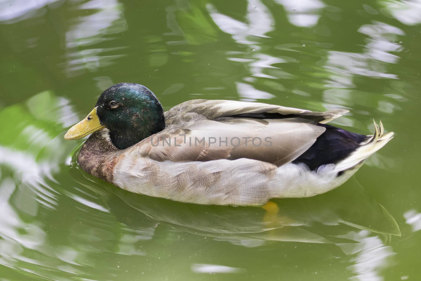 Image of male mallard ducks (Anas platyrhynchos) floating on the water.