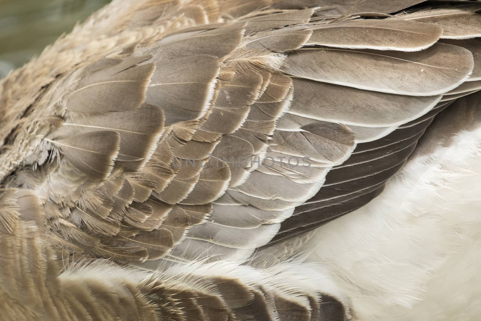 Image of an wing goose. Background texture.