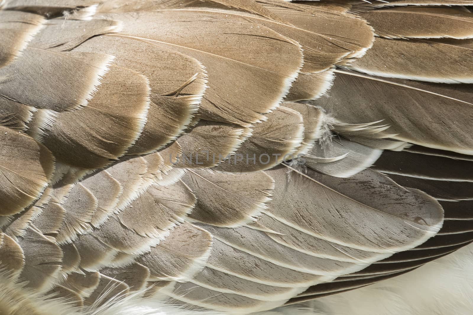 Image of an wing goose. Background texture.