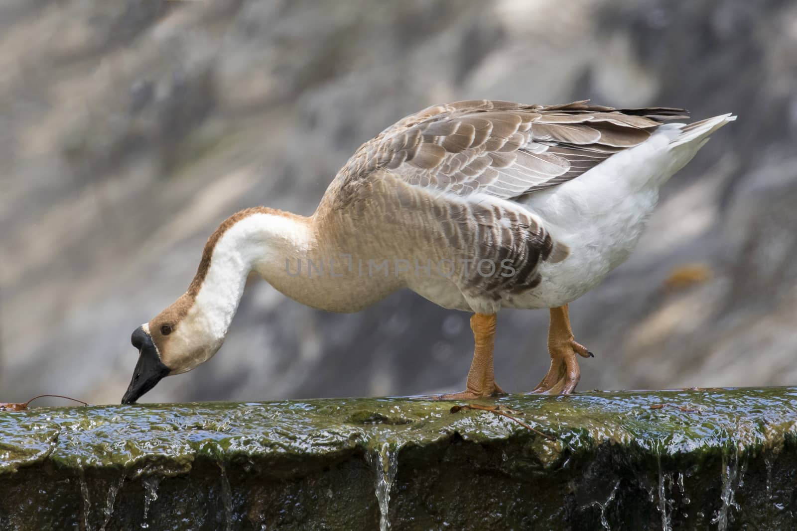 Image of greylag goose on nature background.