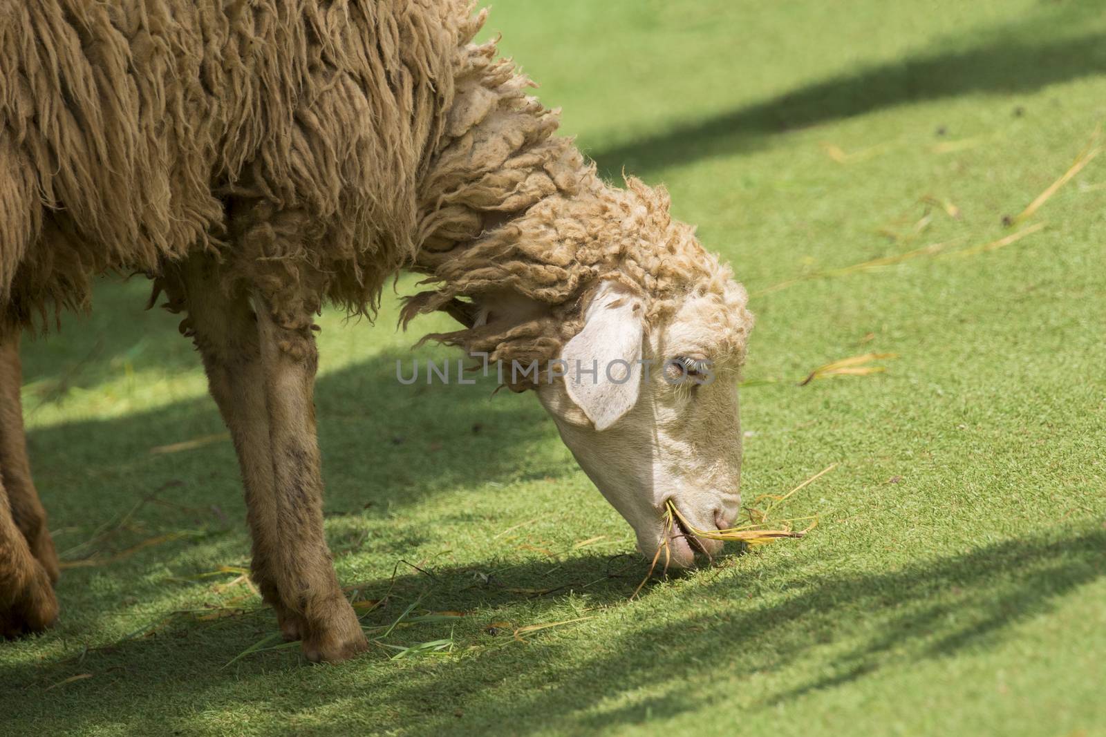 Image of a brown sheep munching grass in farm.