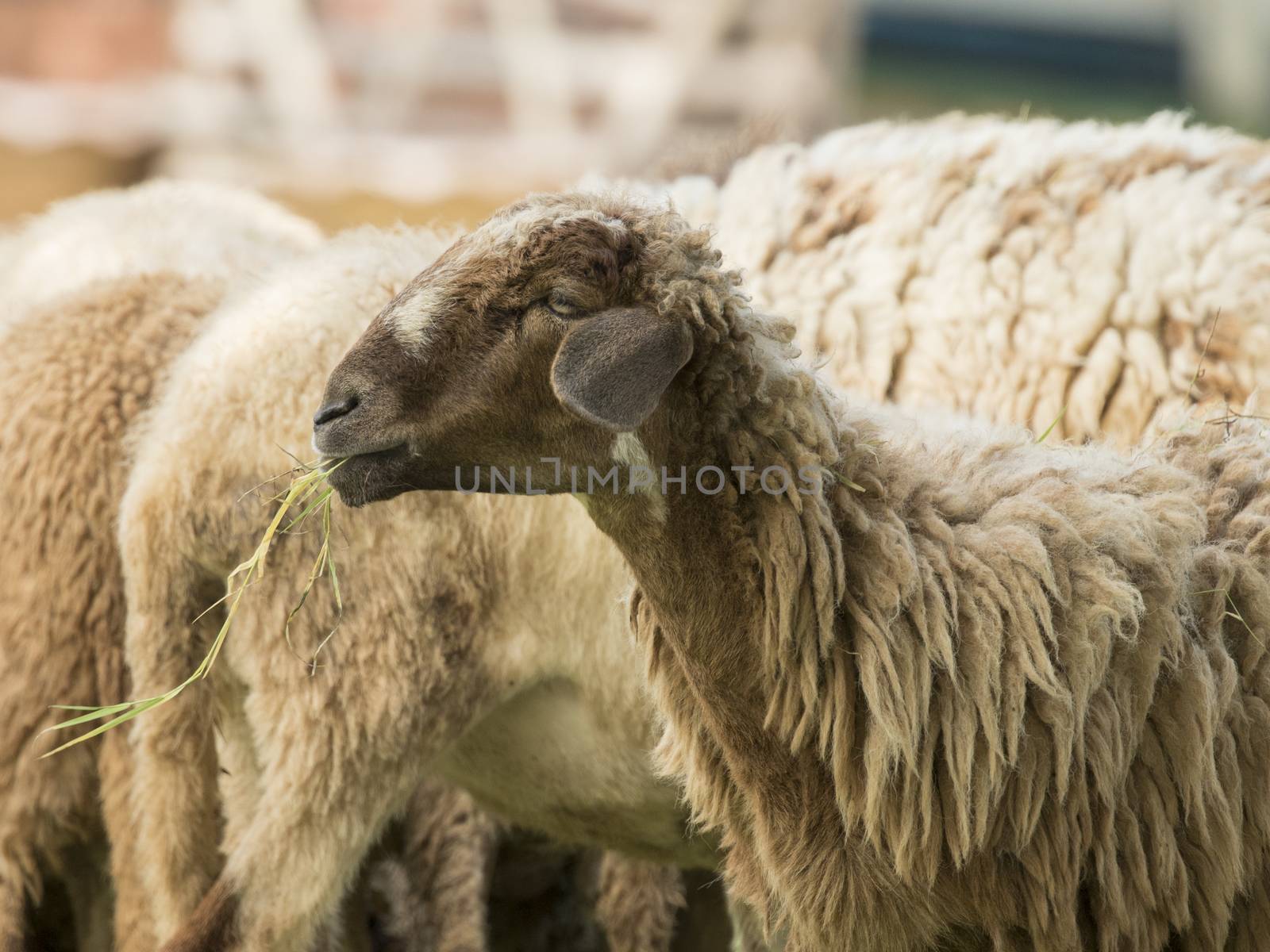 Image of a brown sheep munching grass in farm.