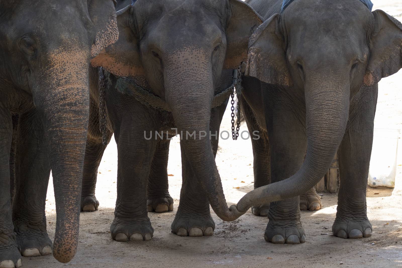 Image of a elephant stand on the ground. in thailand.