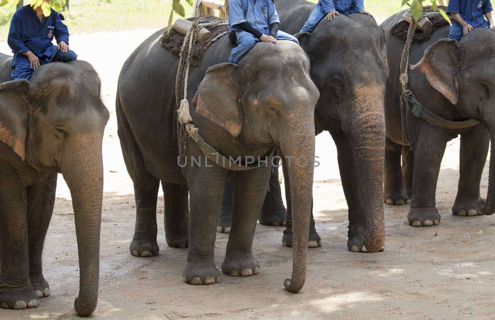 Image of a elephant and mahout on nature background in thailand.