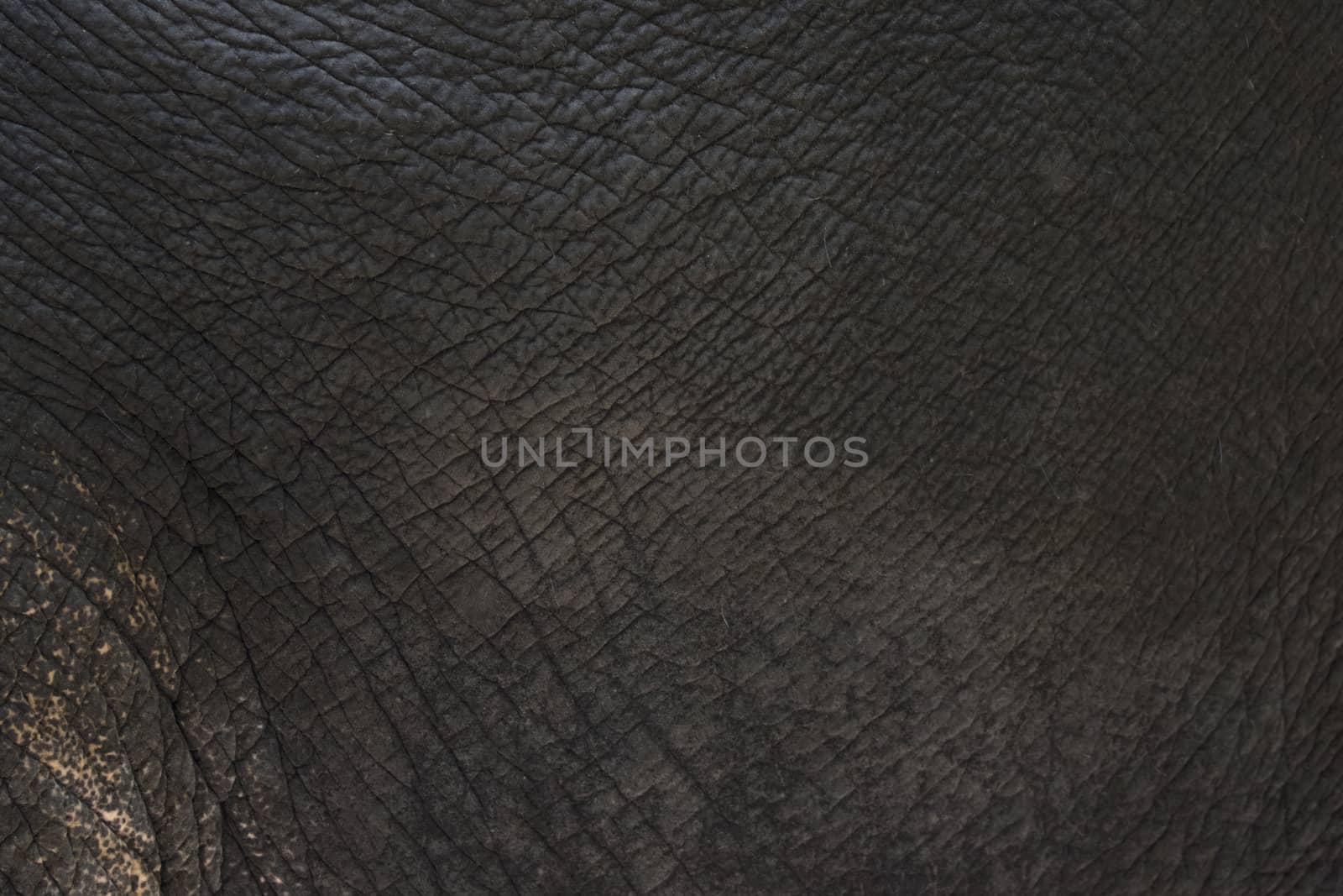 close-up of elephant skin texture abstract background