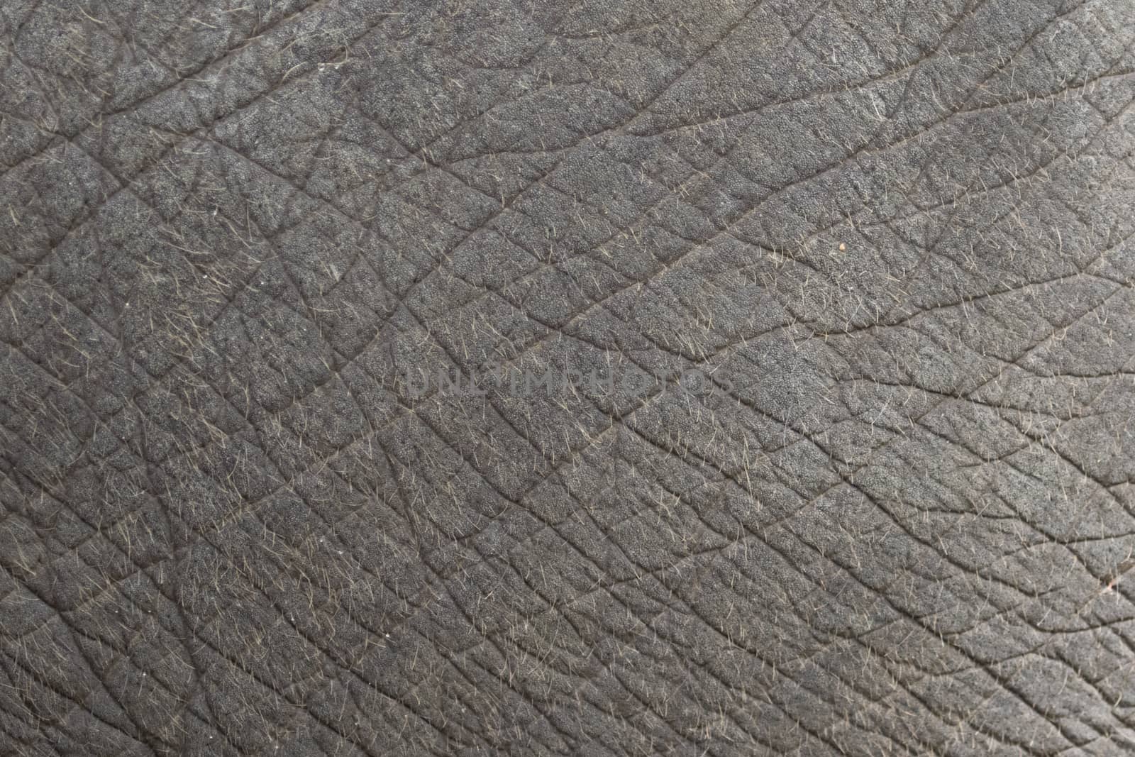 close-up of elephant skin texture abstract background.