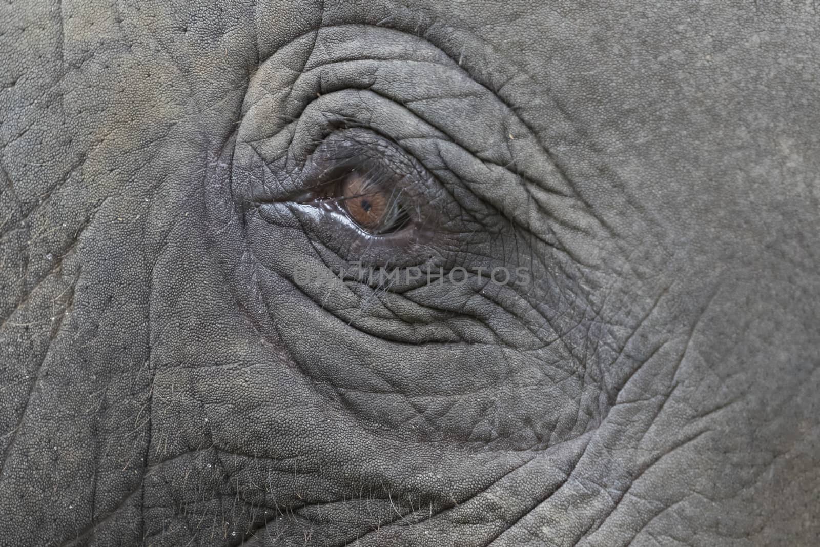 Close-up of an asian elephant's eye and face in thailand.