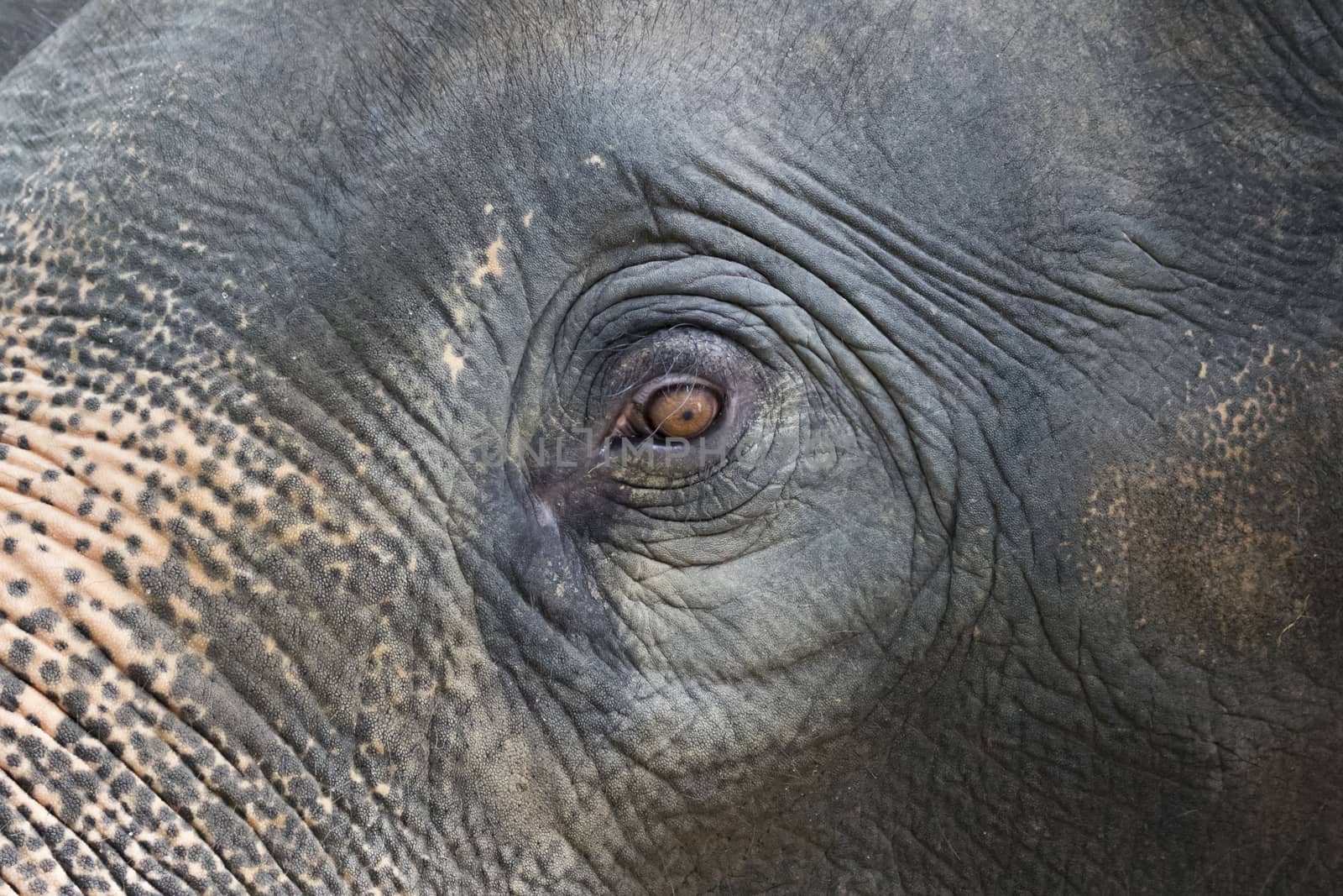 Close-up of an asian elephant's eye and face in thailand.