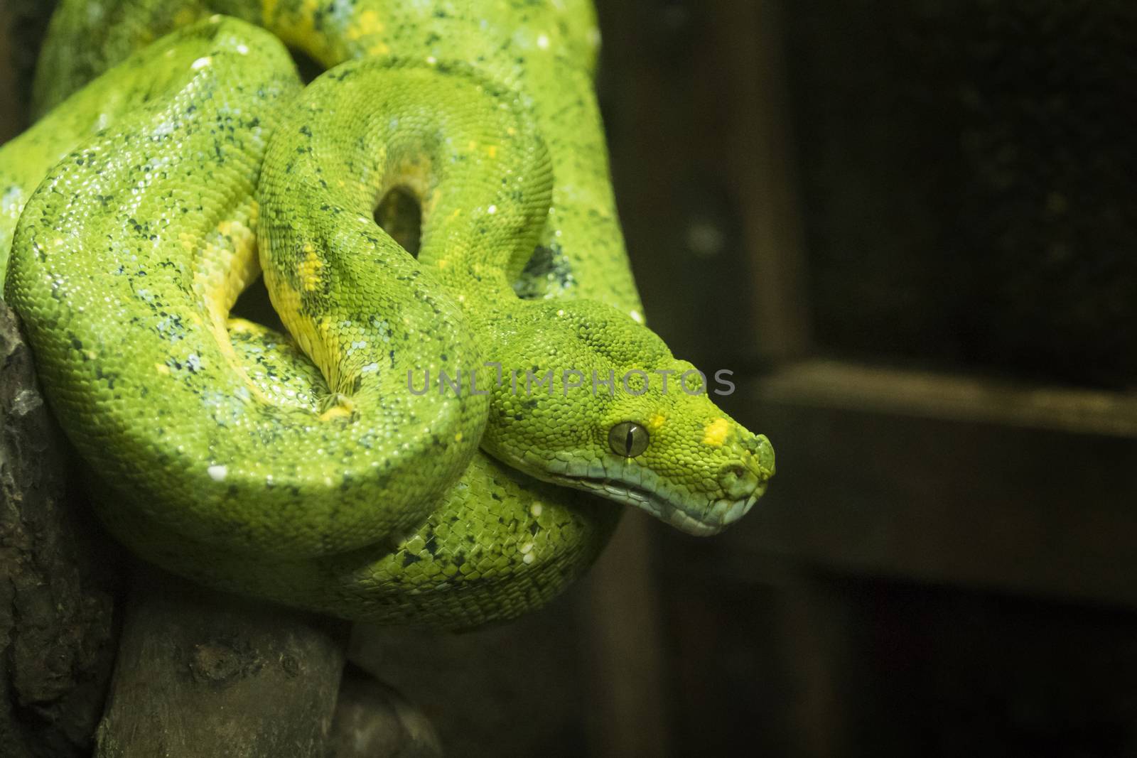 Close-up view of a green tree python in thailand (Morelia viridis)