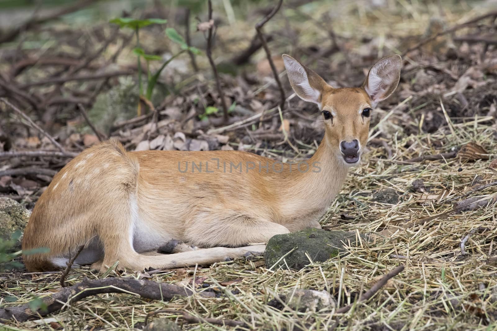 Image of young sambar deer relax on the ground.