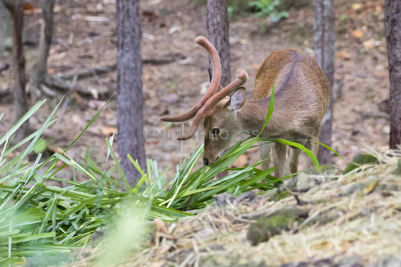 Image of a sambar deer munching grass in the forest.