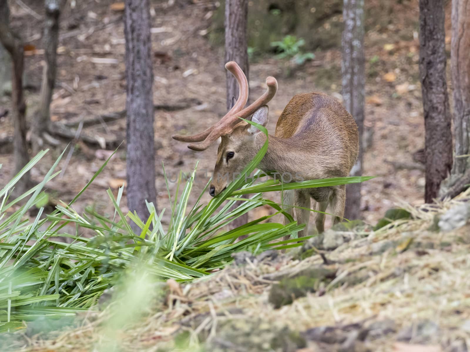 Image of a sambar deer munching grass in the forest.