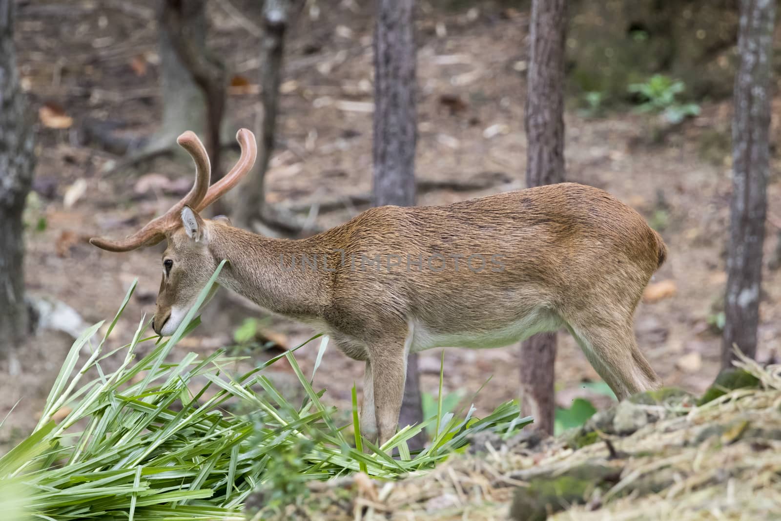 Image of a sambar deer munching grass in the forest.