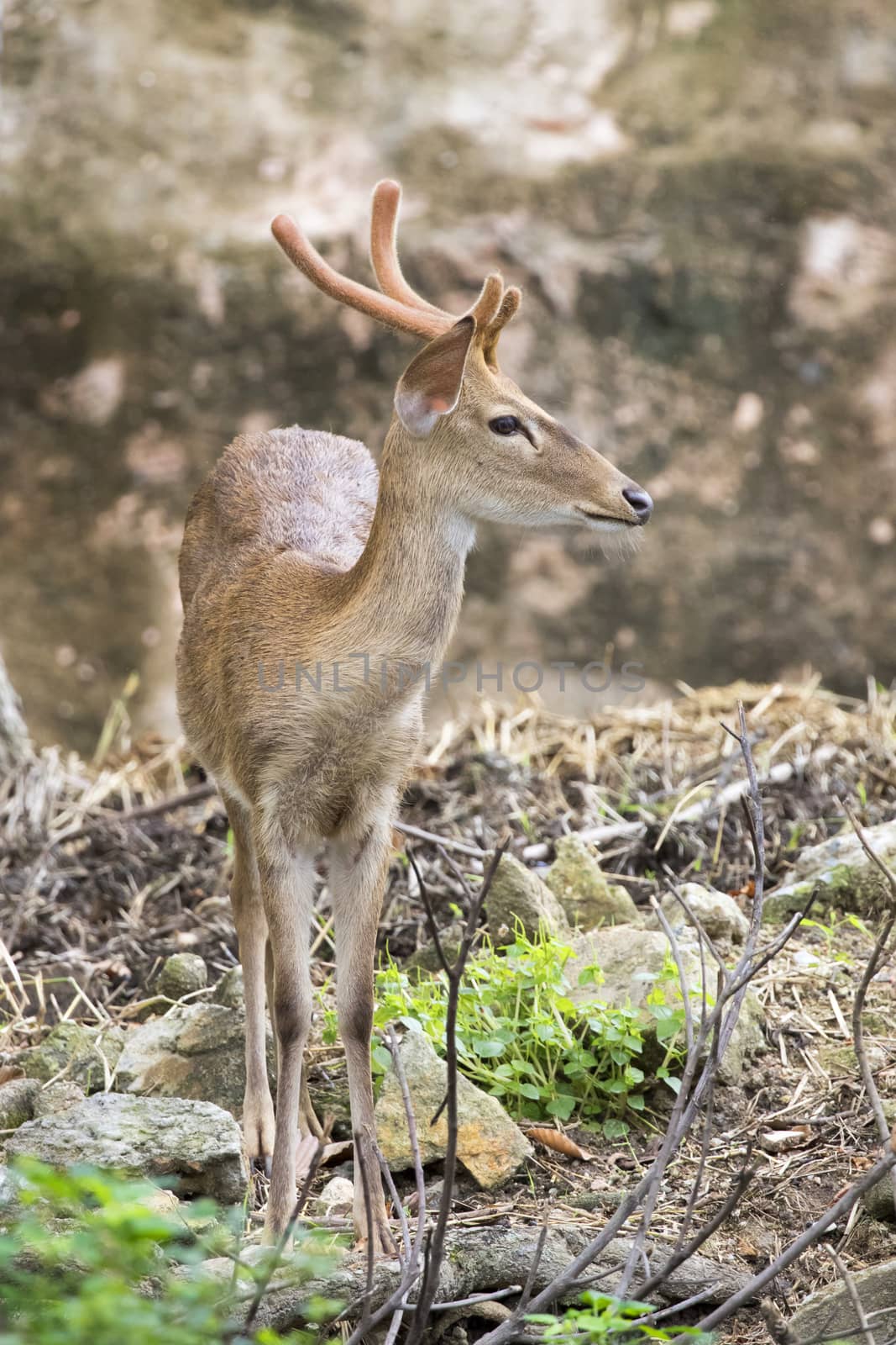 Image of young sambar deer on nature background.