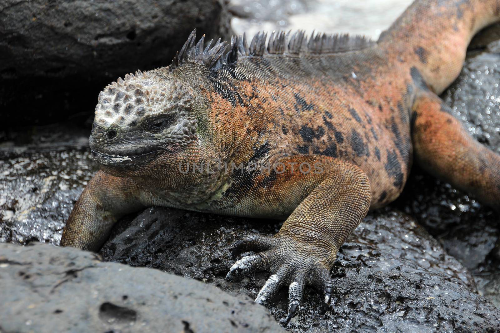 Galapagos Marine Iguana resting on lava rocks by cicloco