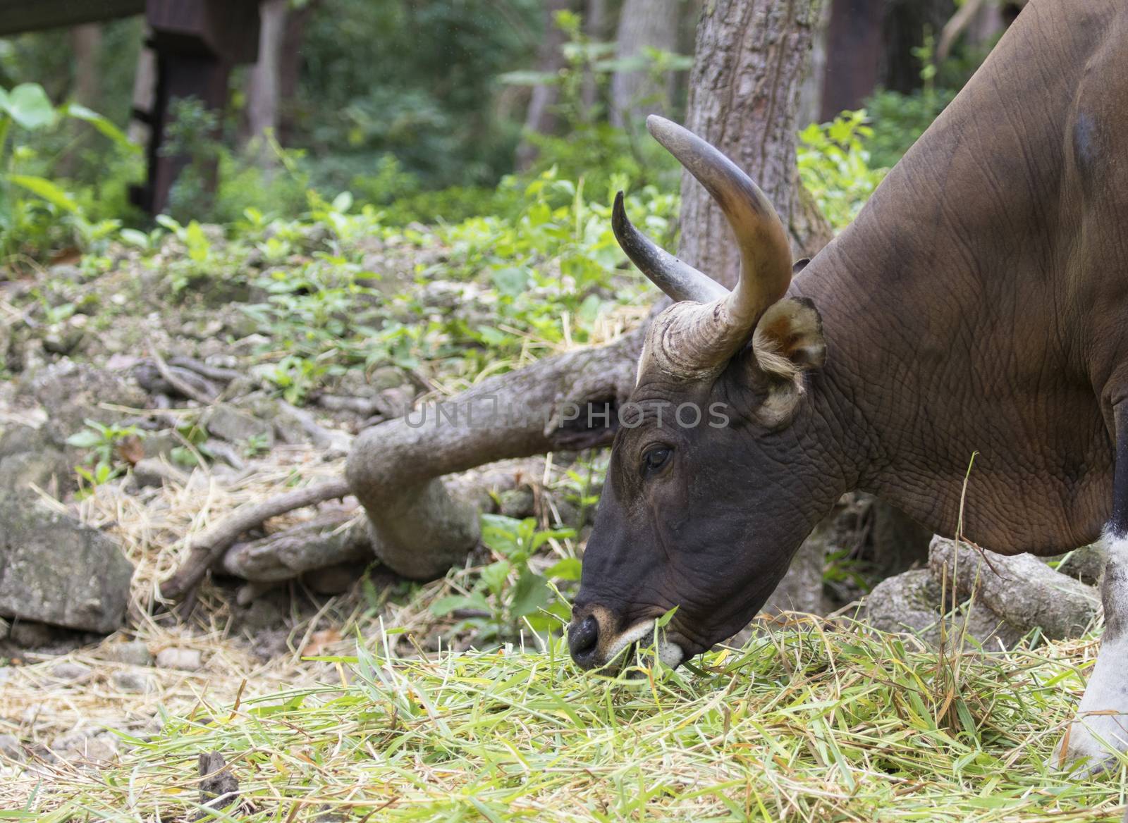 Image of a brown bull on nature background.