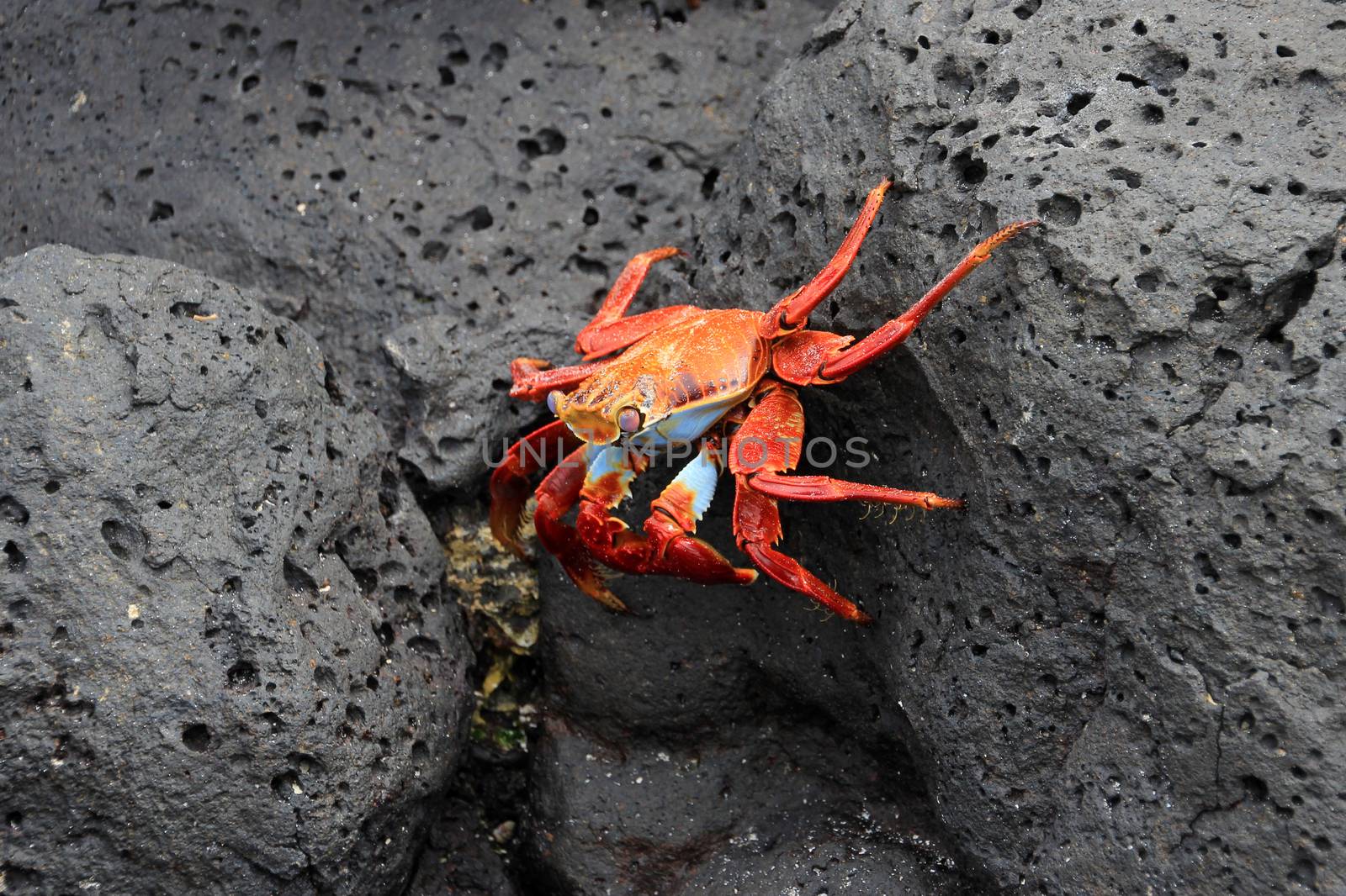Grapsus crab on volcanic rock on Galapagos island