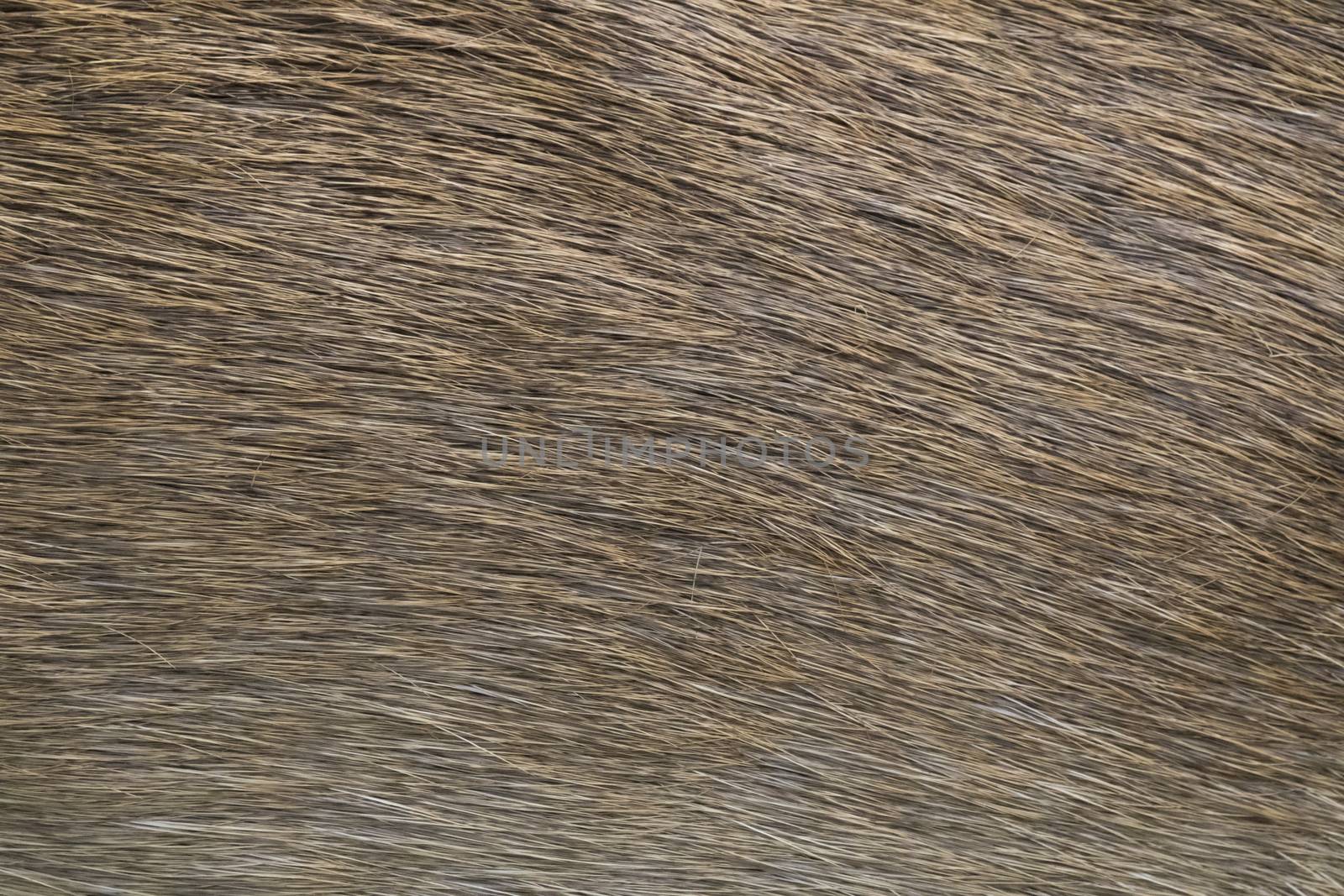 close-up of deer skin texture abstract background.