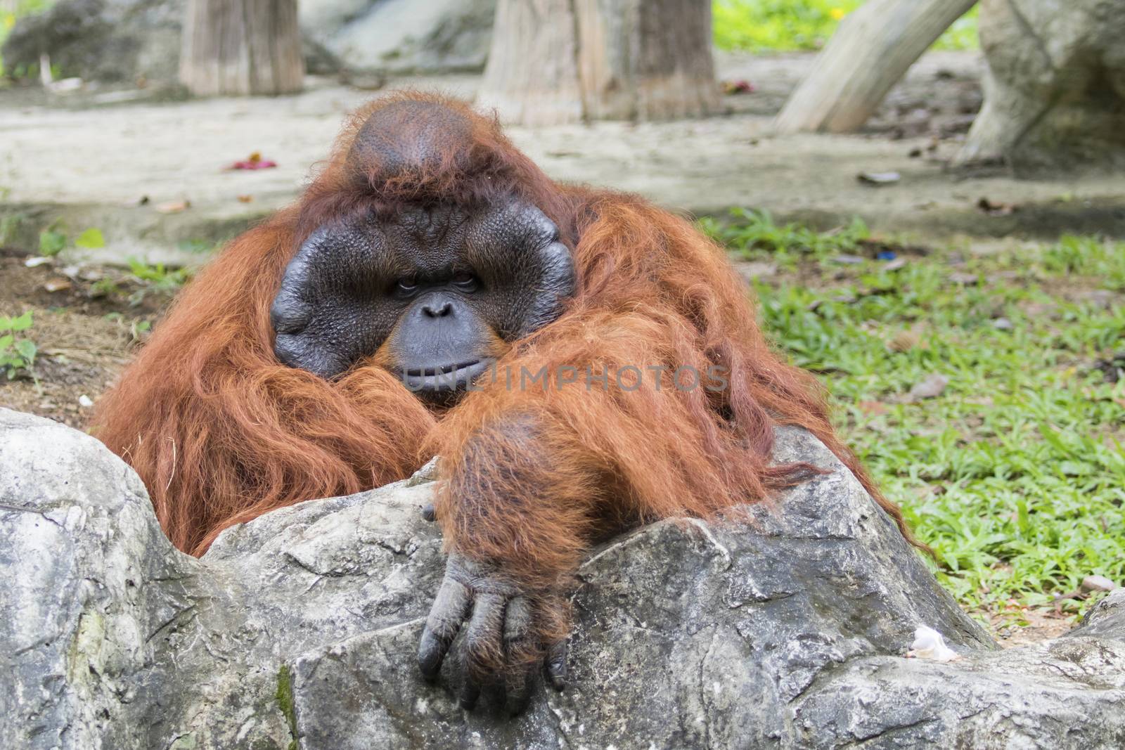 Image of a big male orangutan orange monkey.