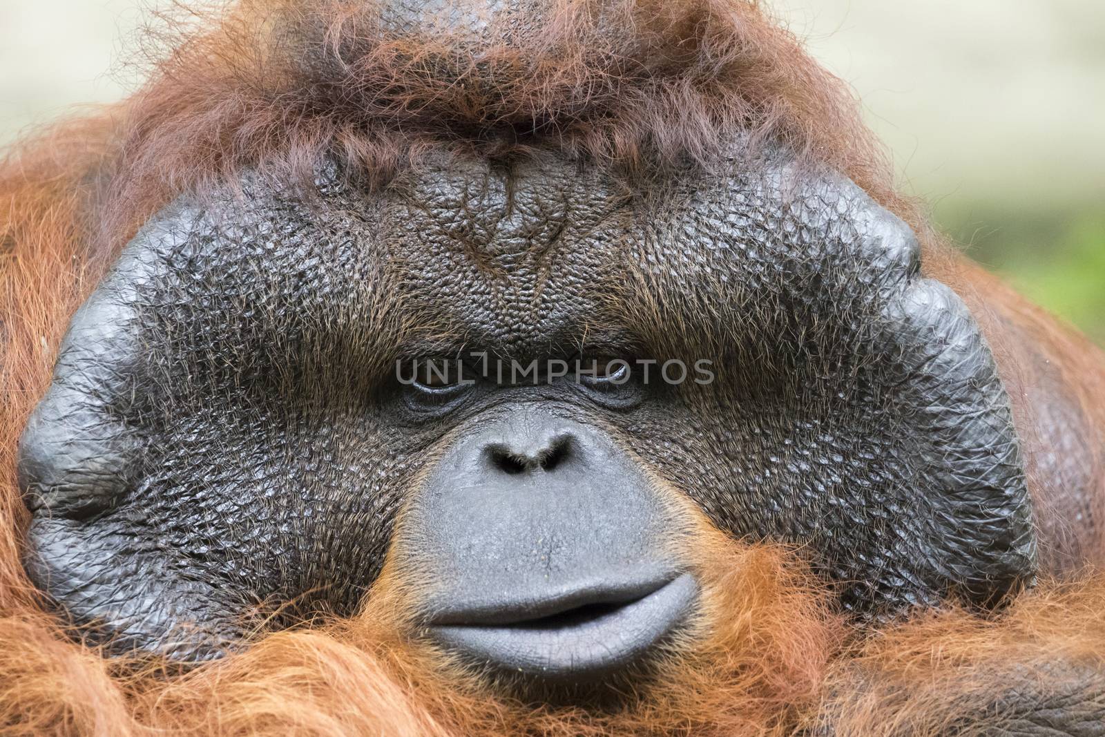 Image of a big male orangutan orange monkey.