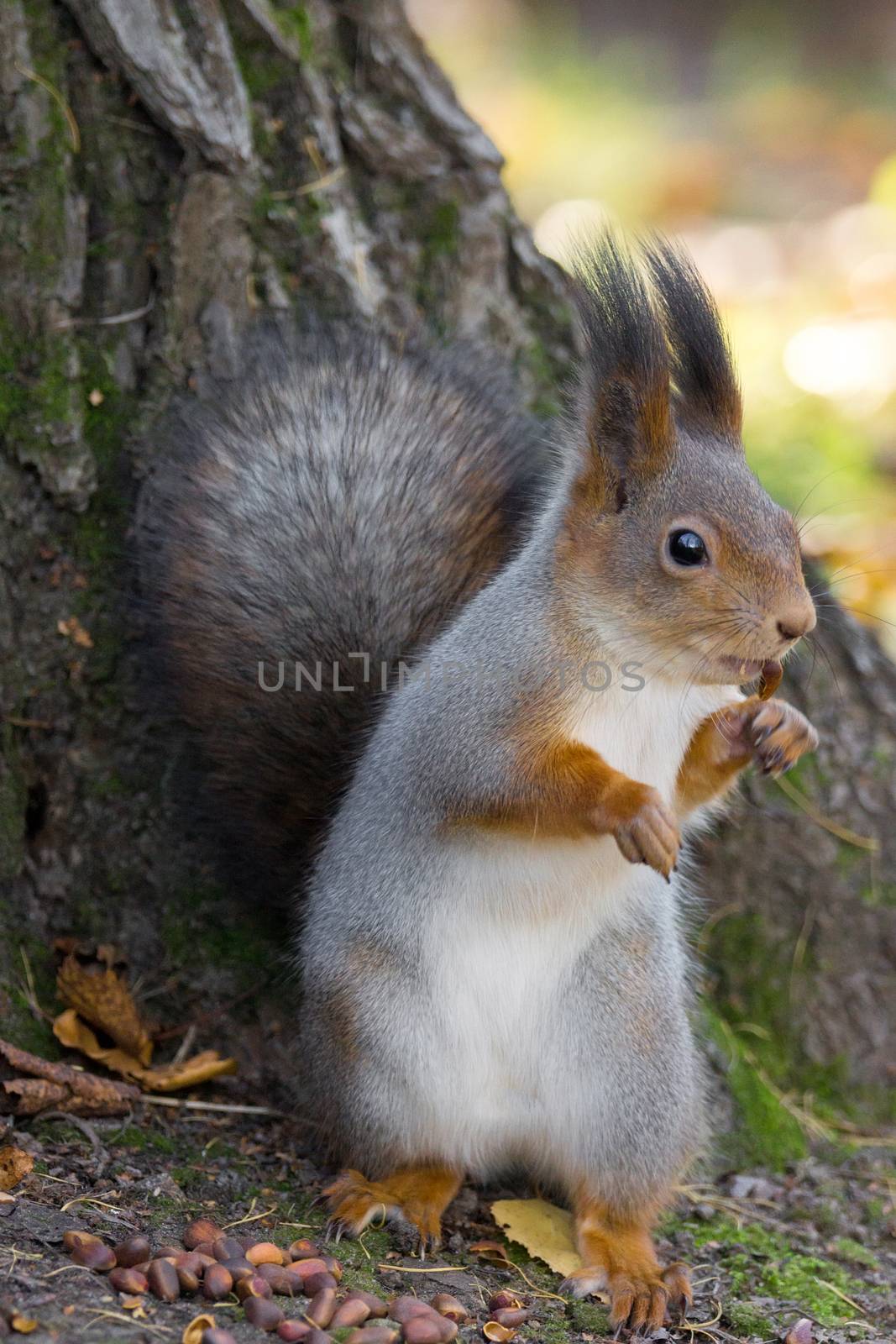 the photograph shows a squirrel on a tree