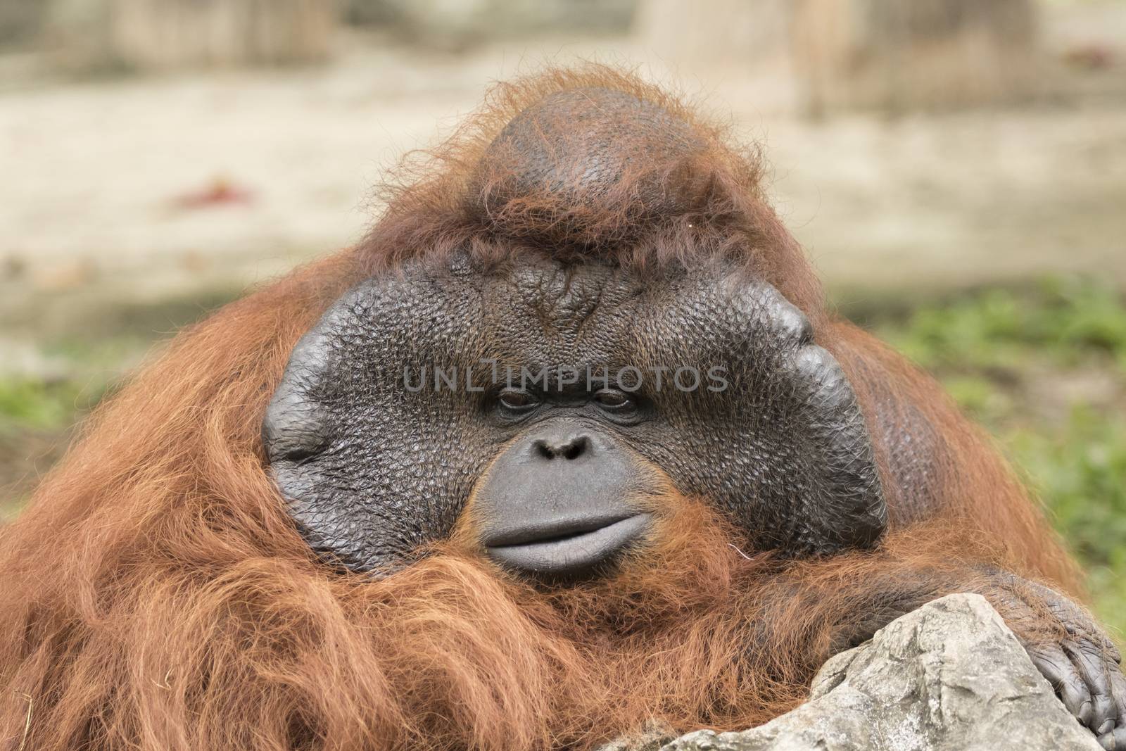 Image of a big male orangutan orange monkey.