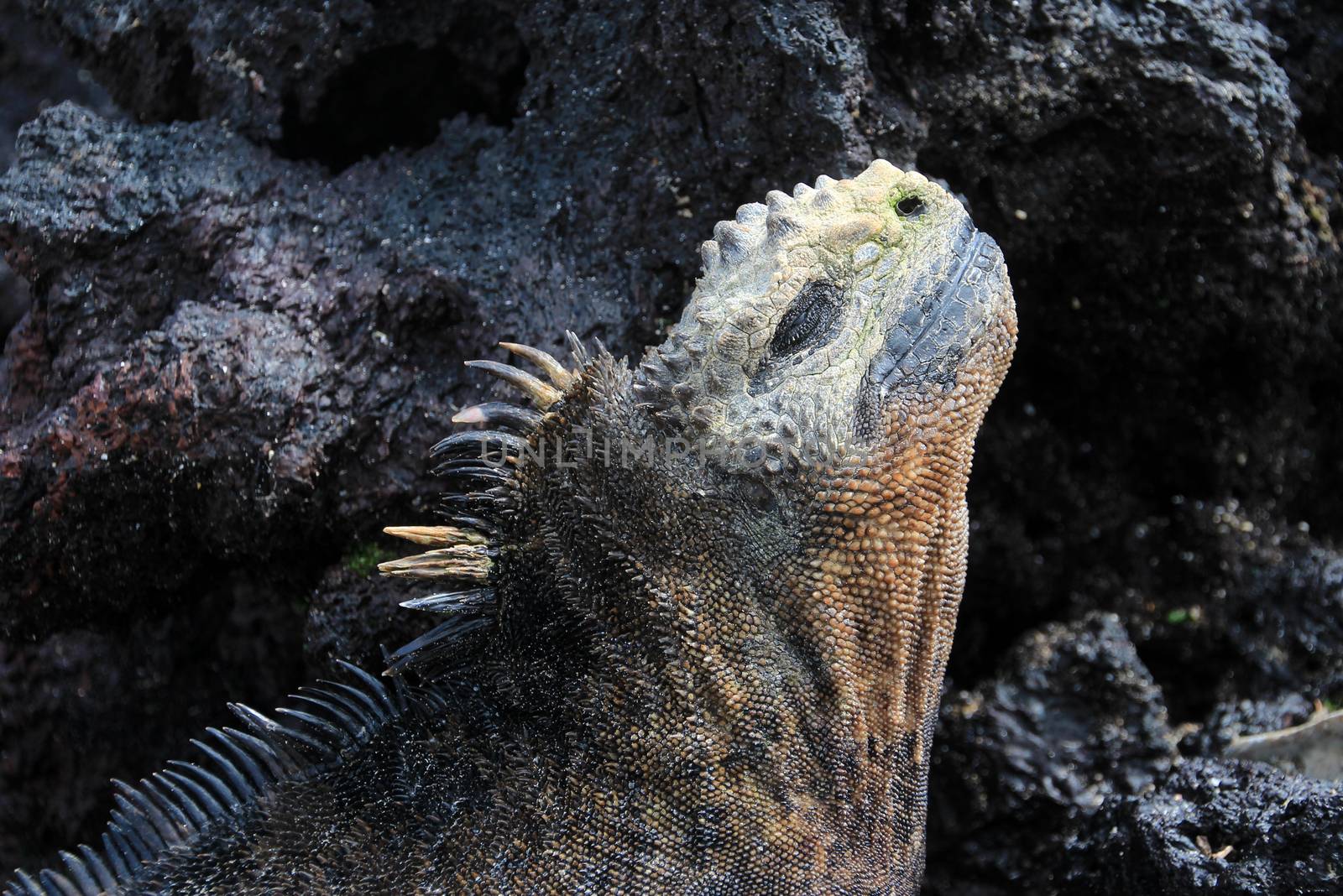 A Galapagos Marine Iguana head, amblyrhynchus cristatus
