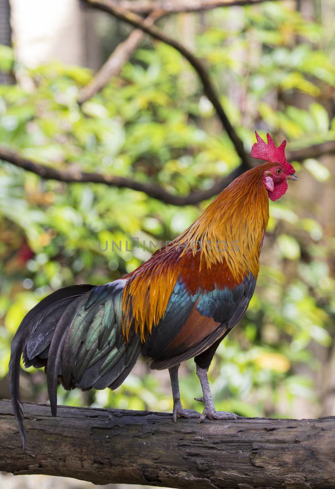 Image of a cock on nature background