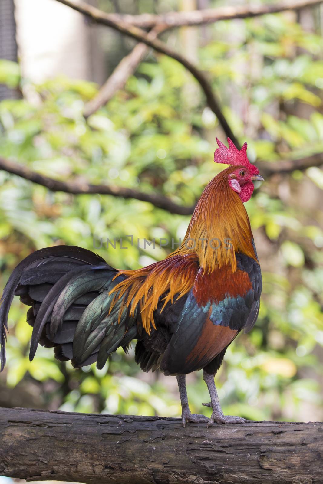 Image of a cock on nature background