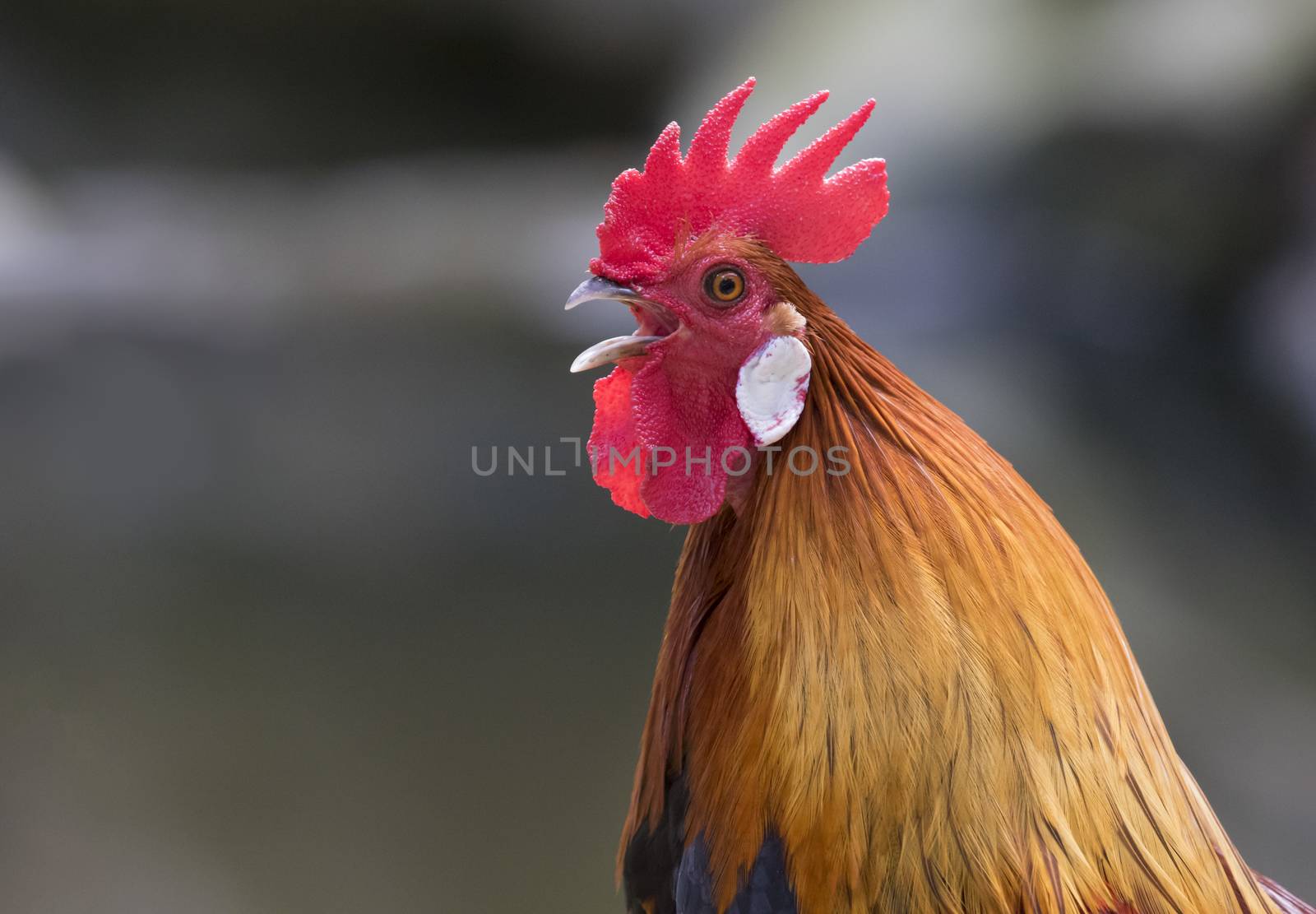 Image of a head cock on nature background.