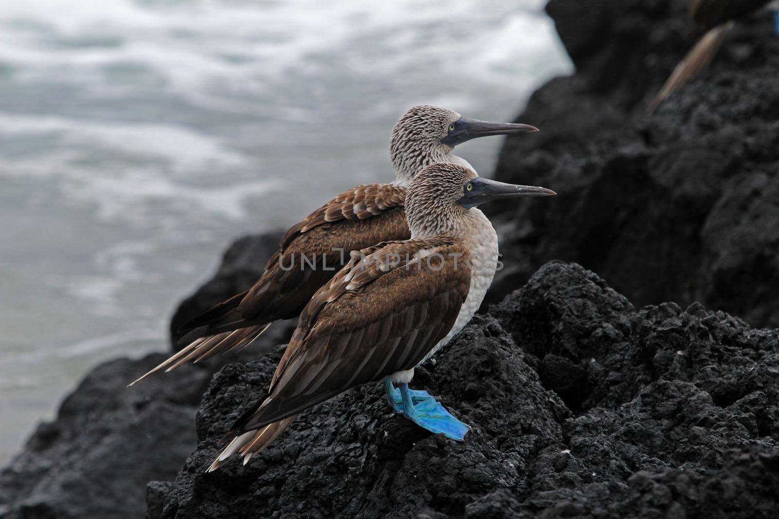 Blue footed booby, sula nebouxii, Galapagos by cicloco