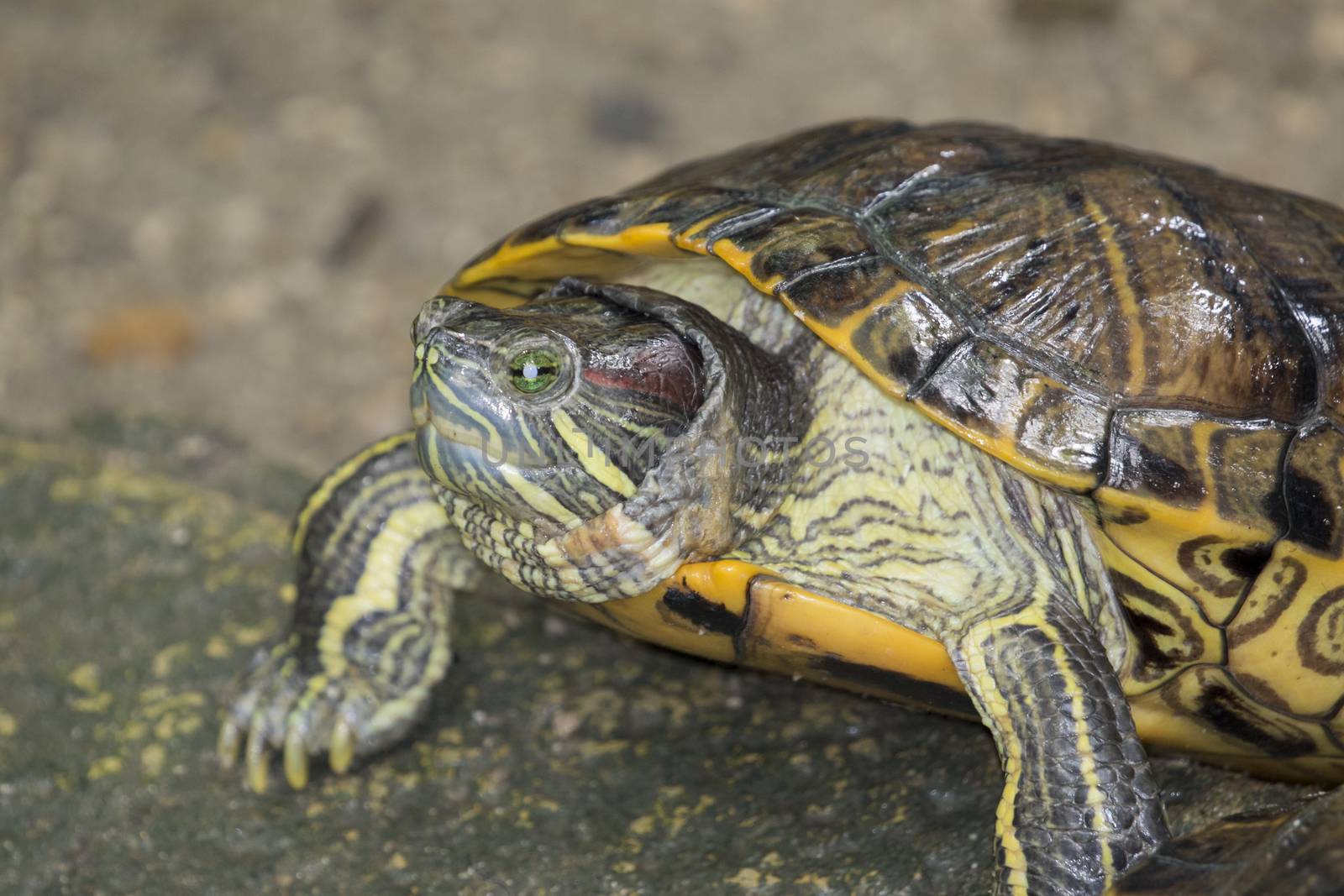 Image of an eastern chicken turtle in thailand by yod67