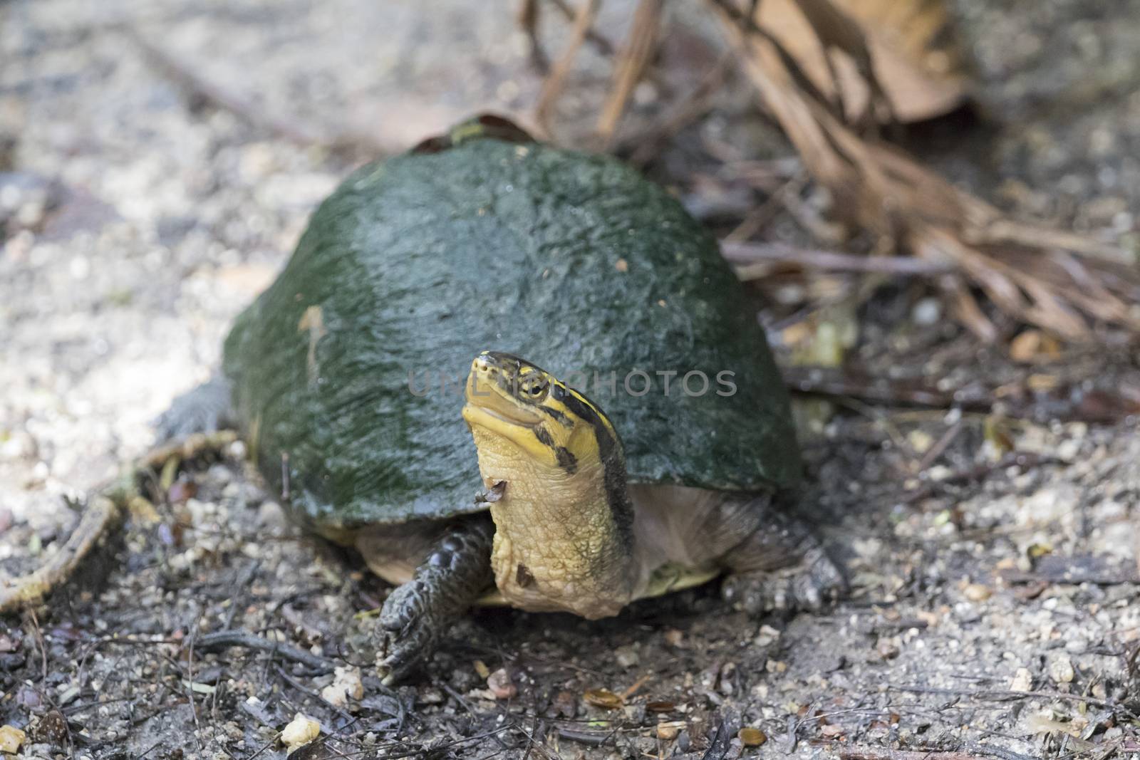 Image of an eastern chicken turtle on nature background.