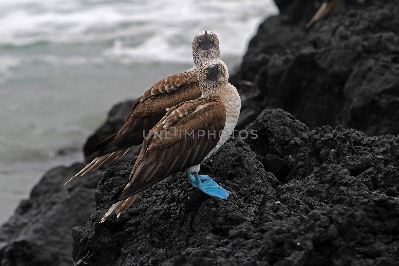 Blue footed booby, sula nebouxii, Galapagos by cicloco