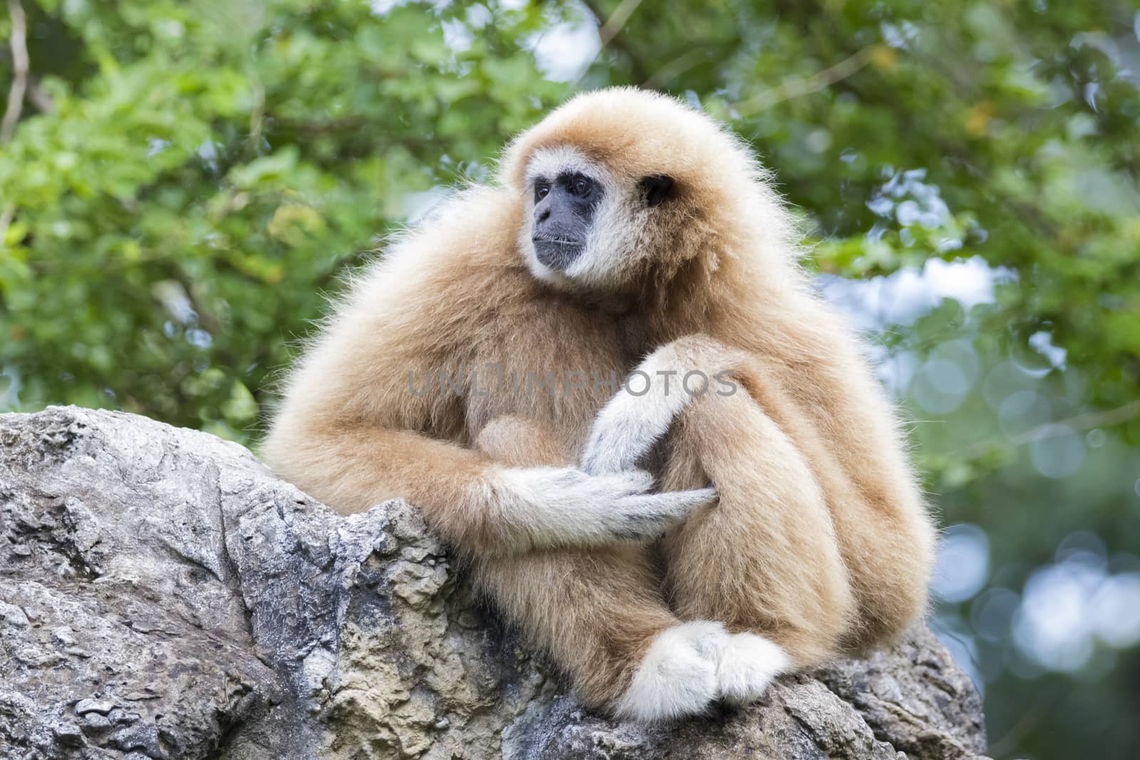 Image of a gibbon sitting on rocks