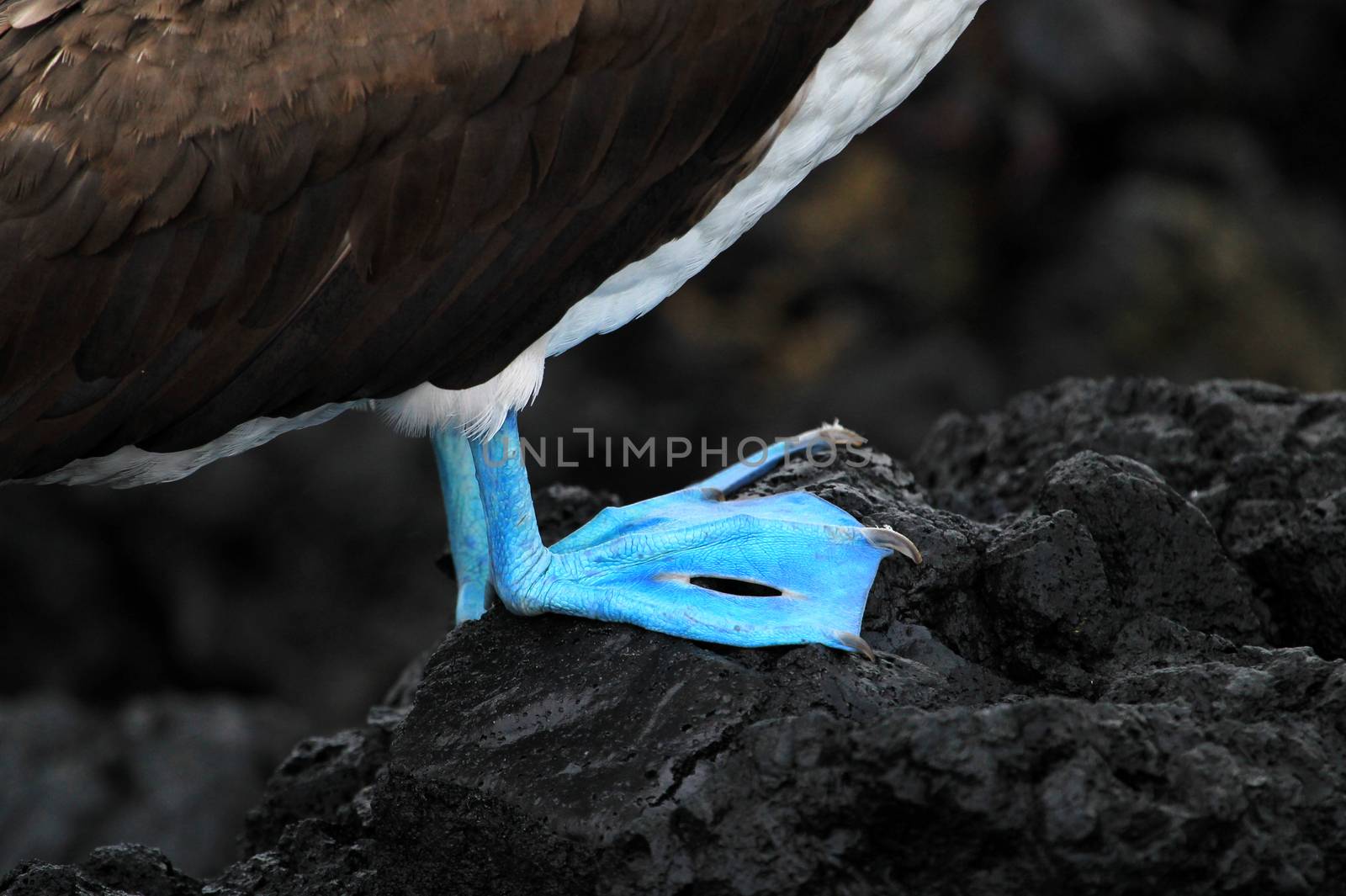 Blue footed booby, sula nebouxii, Galapagos Ecuador